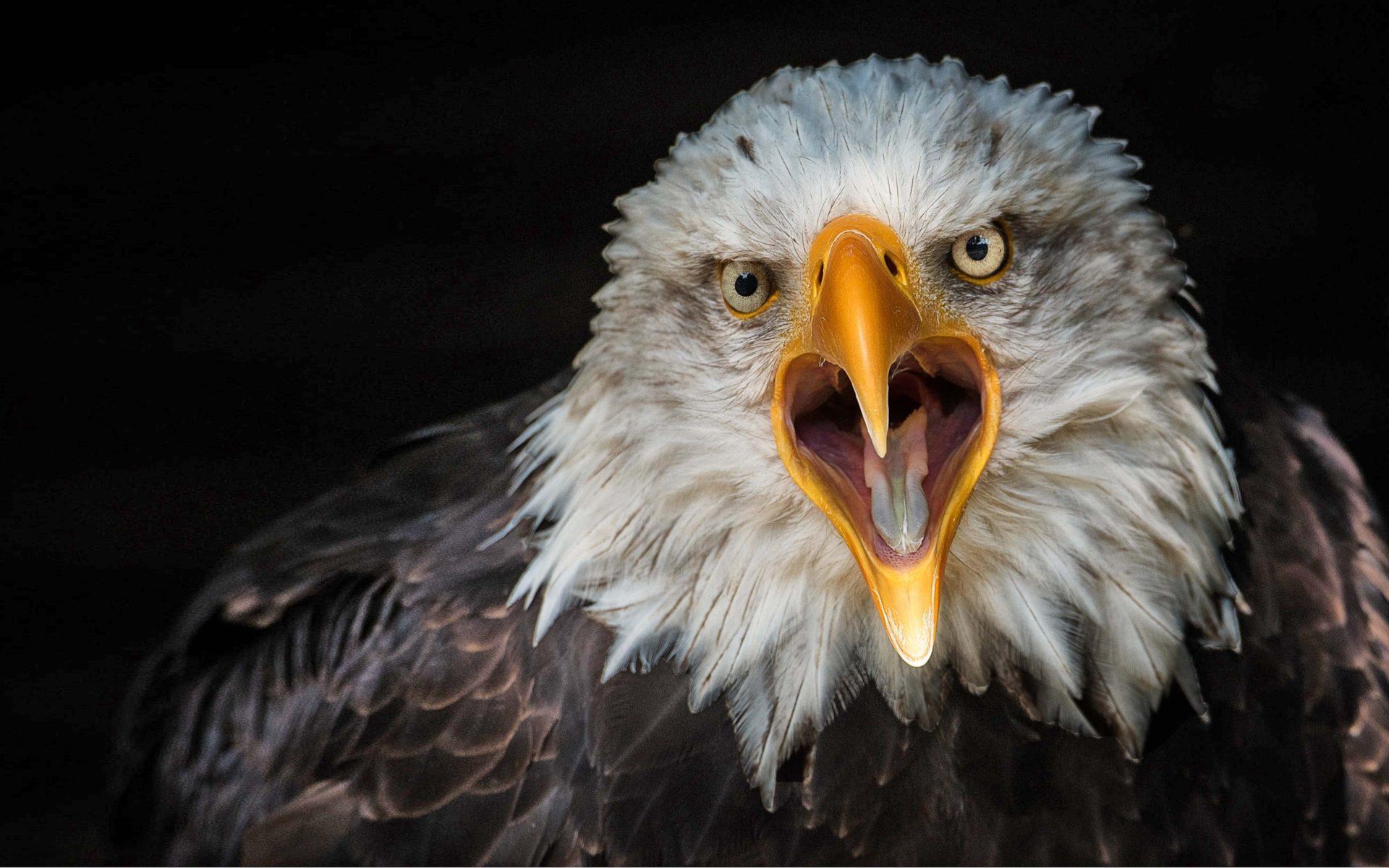 1920x1200 Bird Bald Eagle From Close Up 4k Ultra HD Wallpaper For Desktop Laptop Tablet And Mobile Phones :