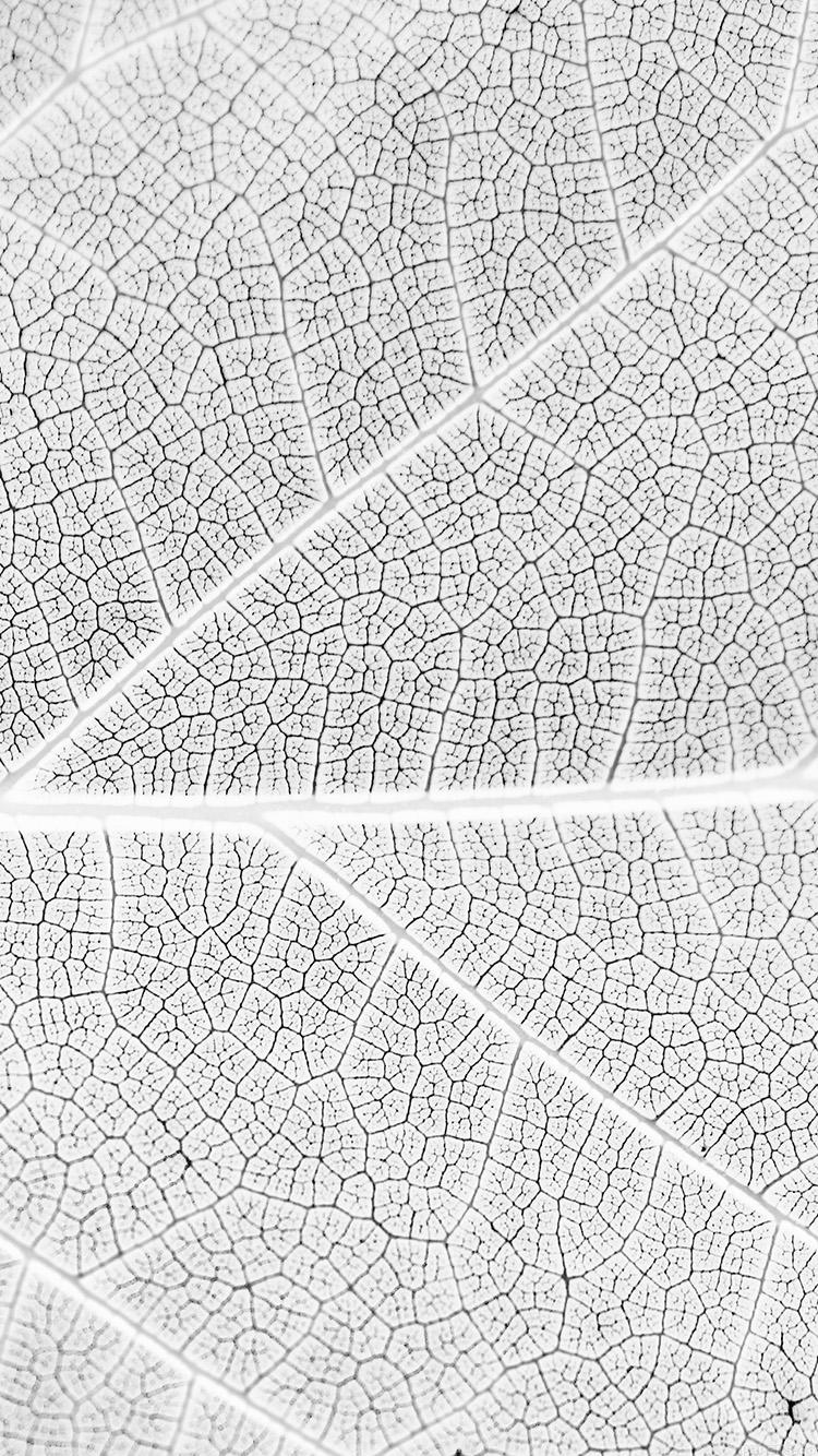 750x1334 Leaf White Bw Nature Texture Pattern