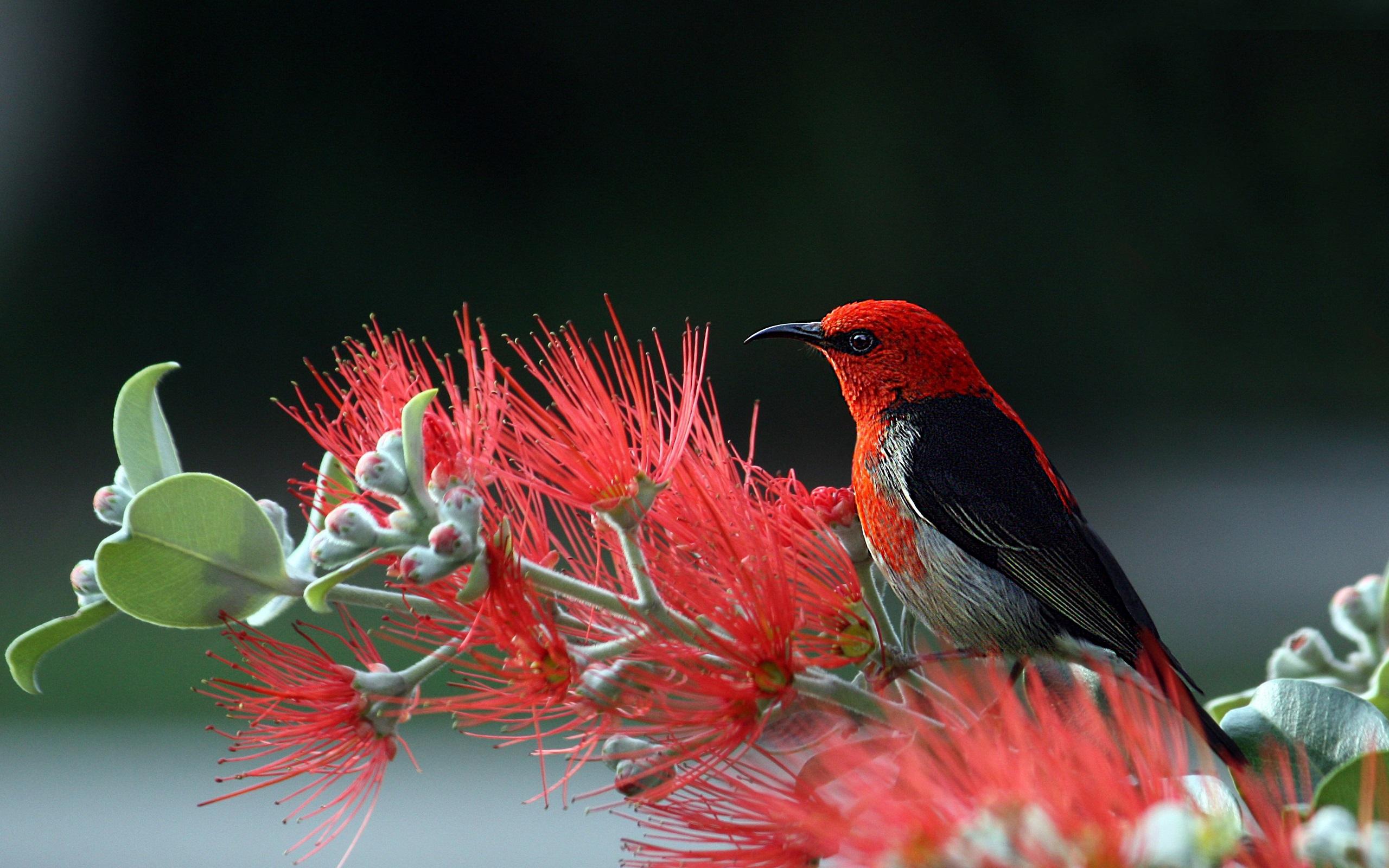 2560x1600 Nature, Bird and Flowers HD 4K Wallpaper (Flickr): Appstore for Android