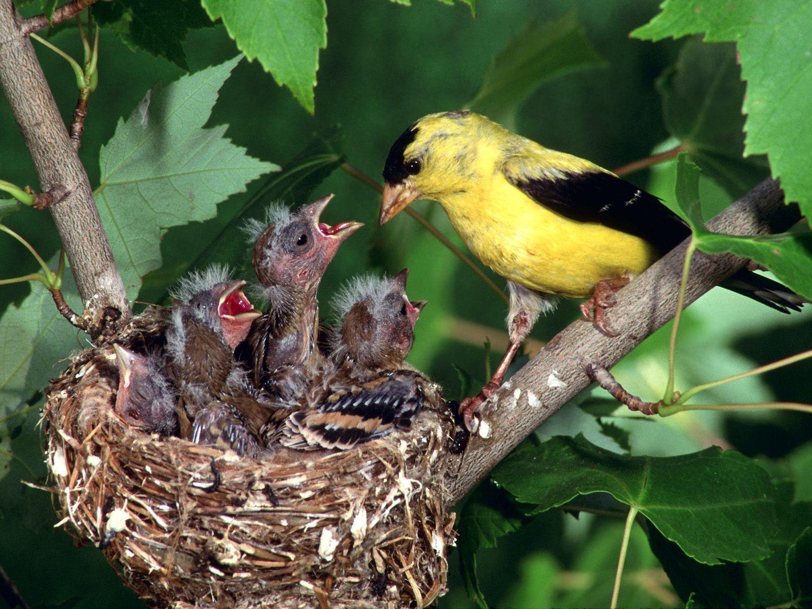 1600x1200 Baby Birds Wallpaper