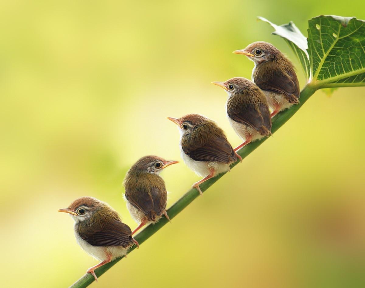 1200x946 birds low resolution baby birds 1200x946 wallpaper