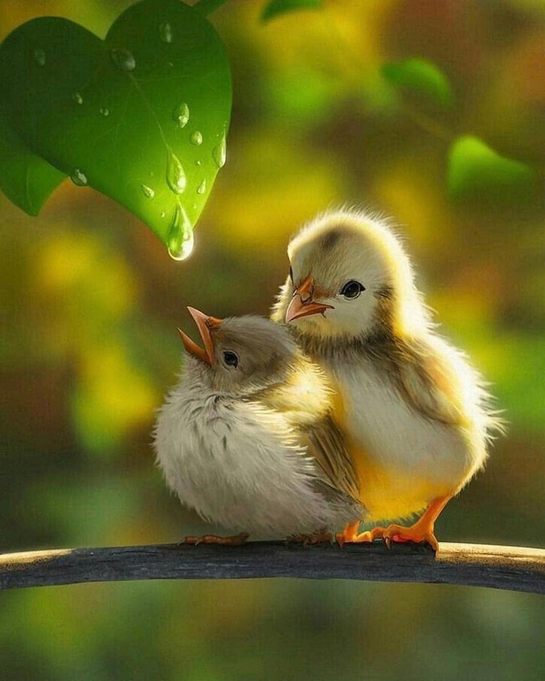 1080x1350 Baby Birds ideas. birds, pet birds, beautiful birds