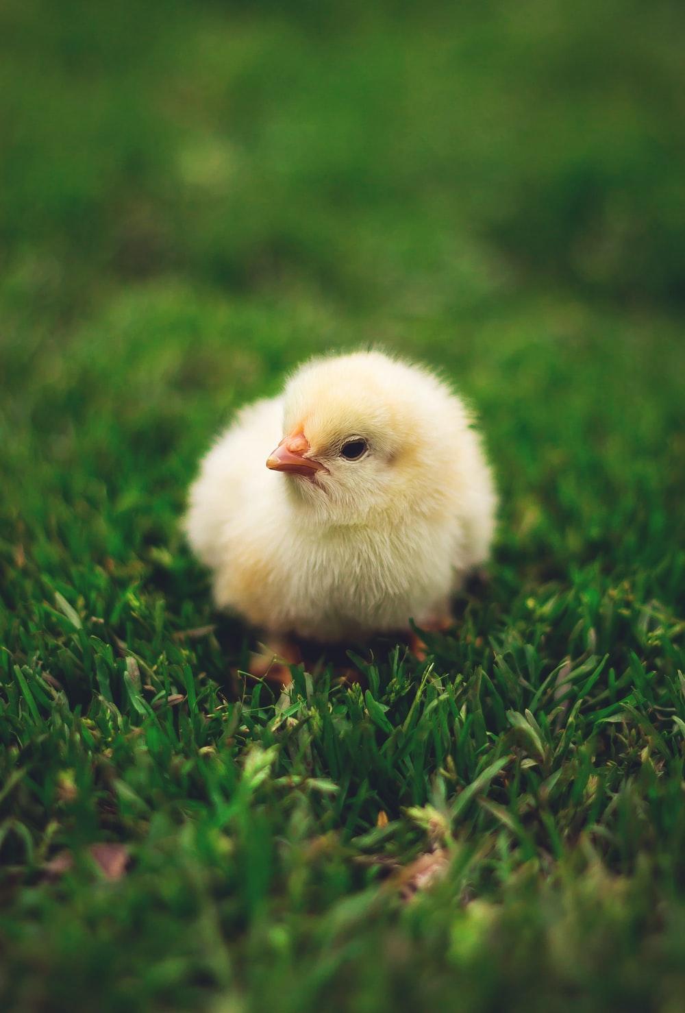 1000x1478 Baby Bird Picture. Download Free Image
