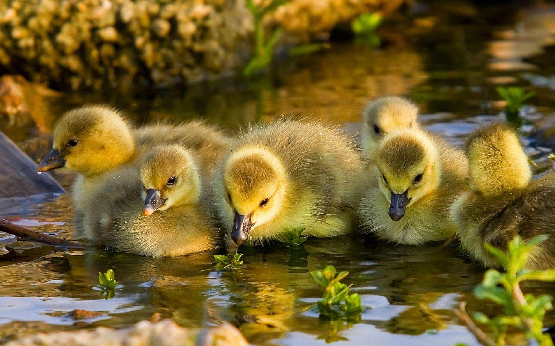 1920x1200 Baby Birds Wallpaper