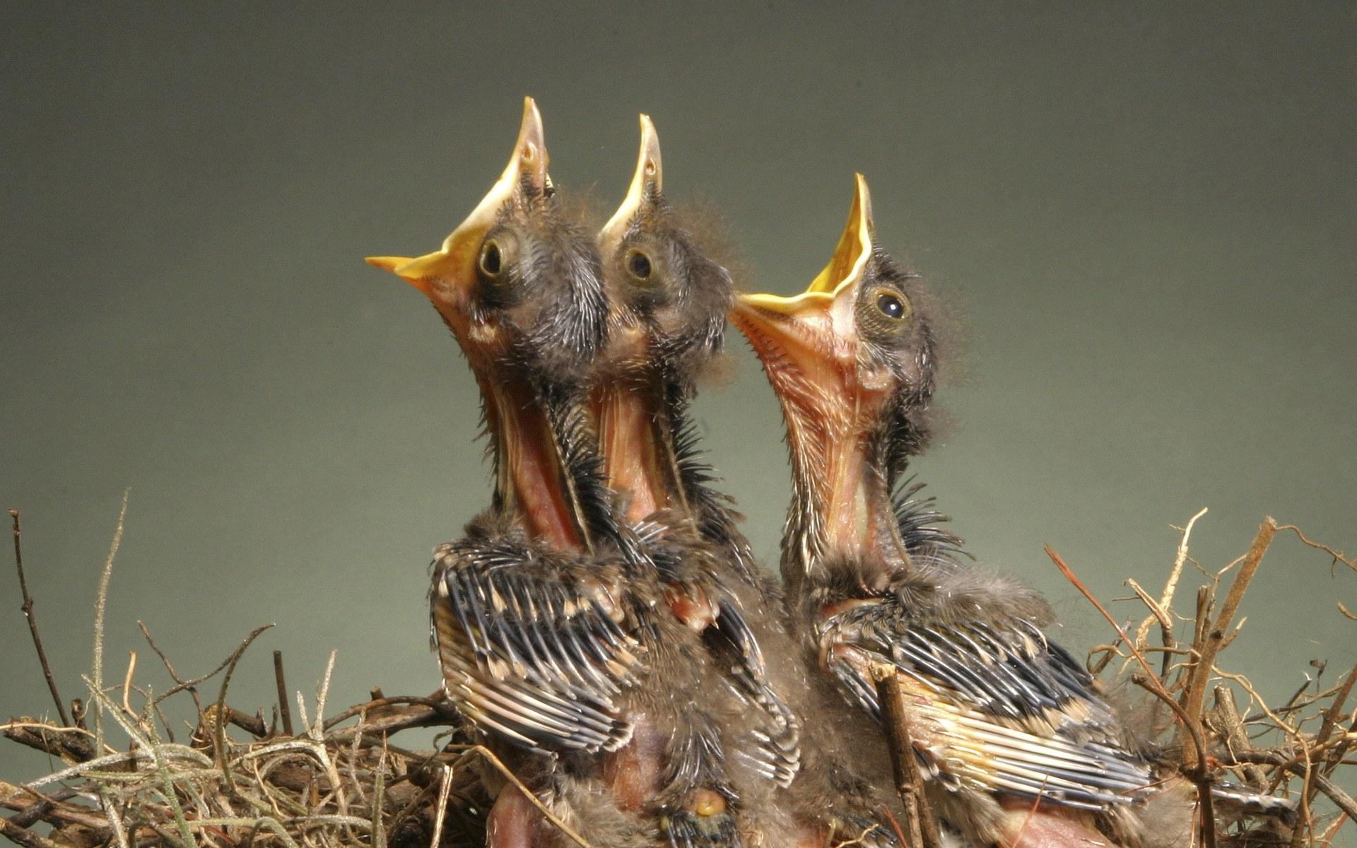 1920x1200 Three baby birds in the nest Wallpaper Wallpaper 75947