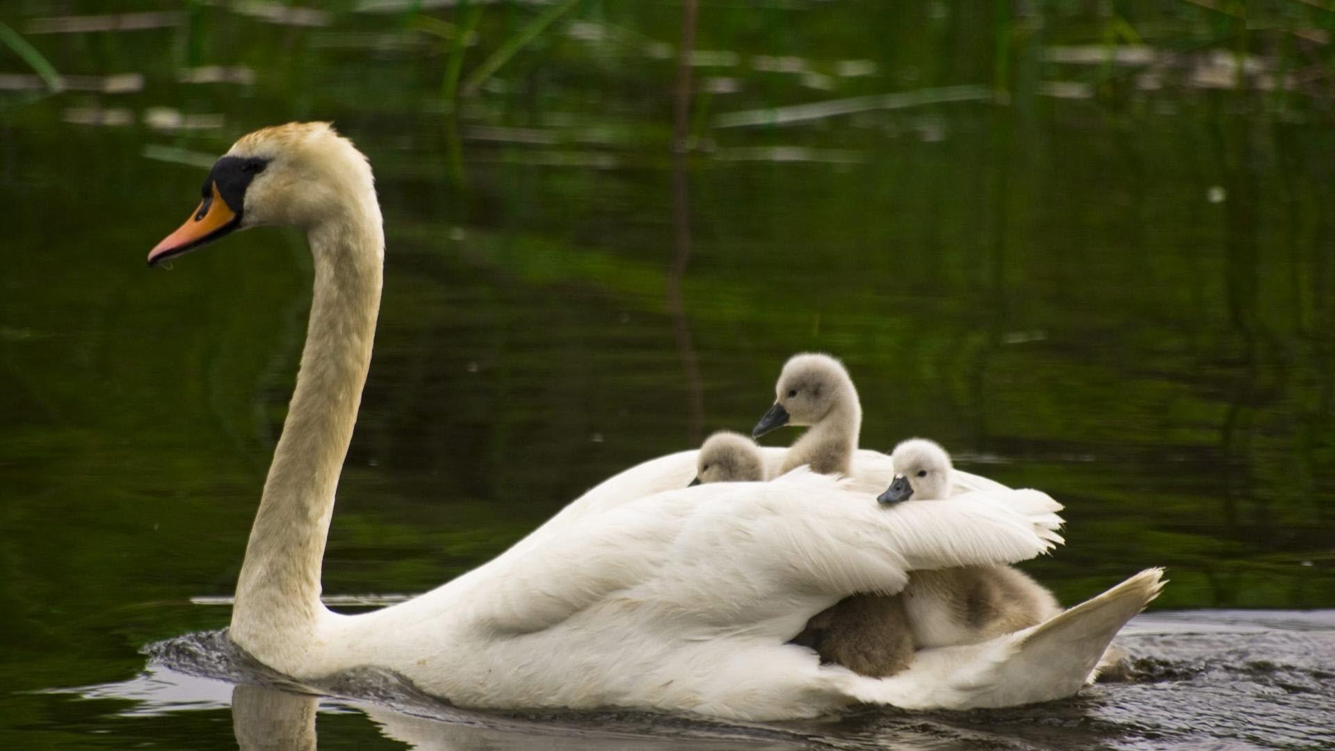 1920x1080 Free download Swan with Baby Swimming in Water HD Bird Wallpaper HD Wallpaper [1920x1080] for your Desktop, Mobile & Tablet. Explore Swan Wallpaper. Vintage Swan Wallpaper, Swan Lake Wallpaper