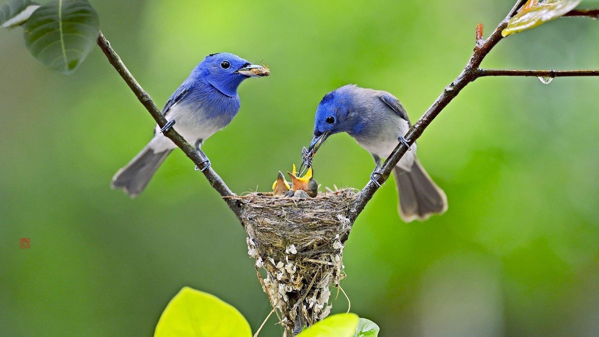 1920x1080 Feeding Birds Wallpaper