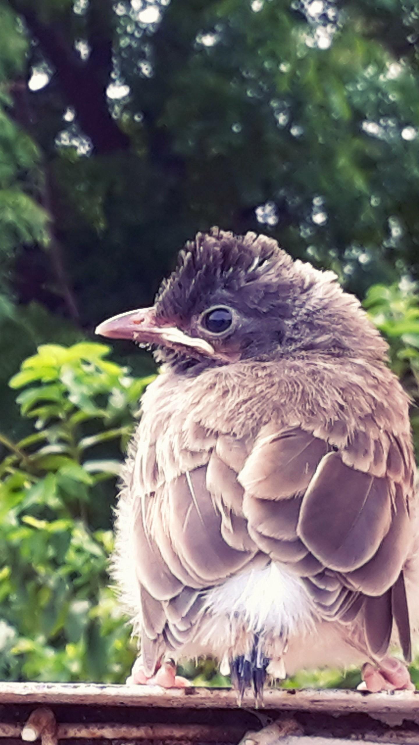 1440x2560 Wallpaper baby bird, cute, Animals