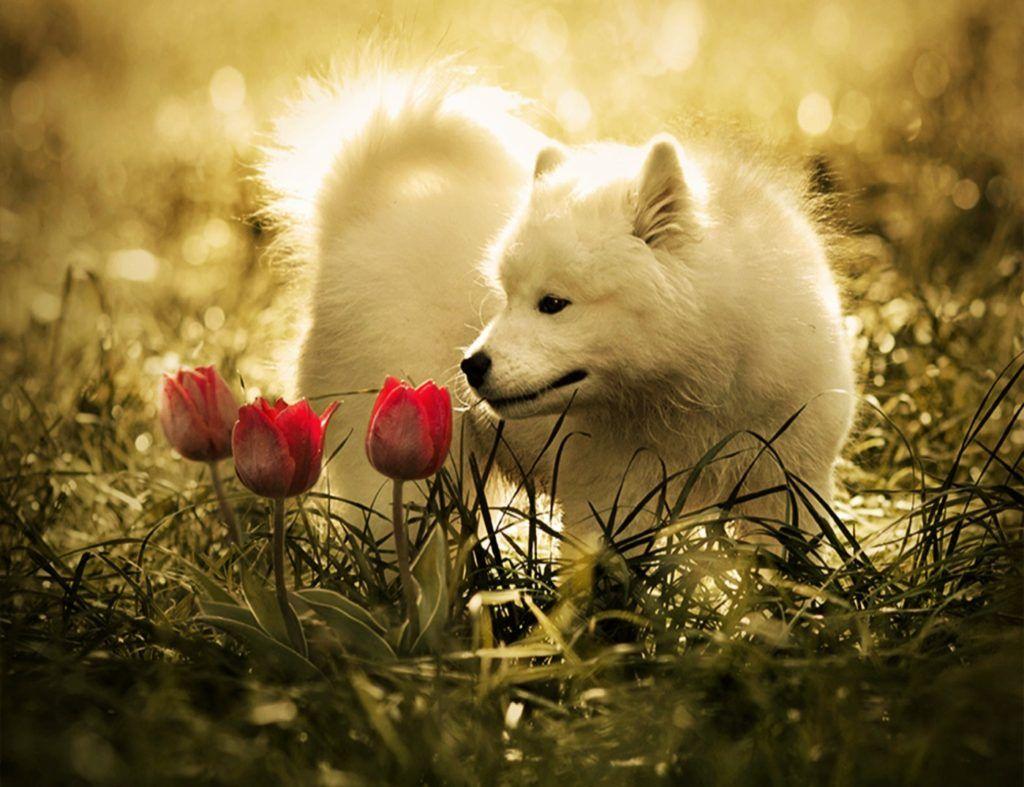 1024x787 Cute Wolf Wallpaper