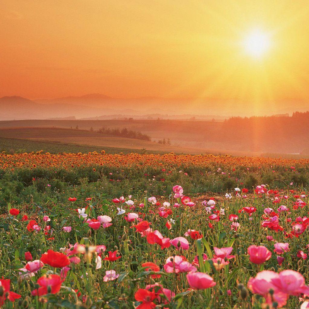 1024x1024 Sunshine and Flowers Wallpaper
