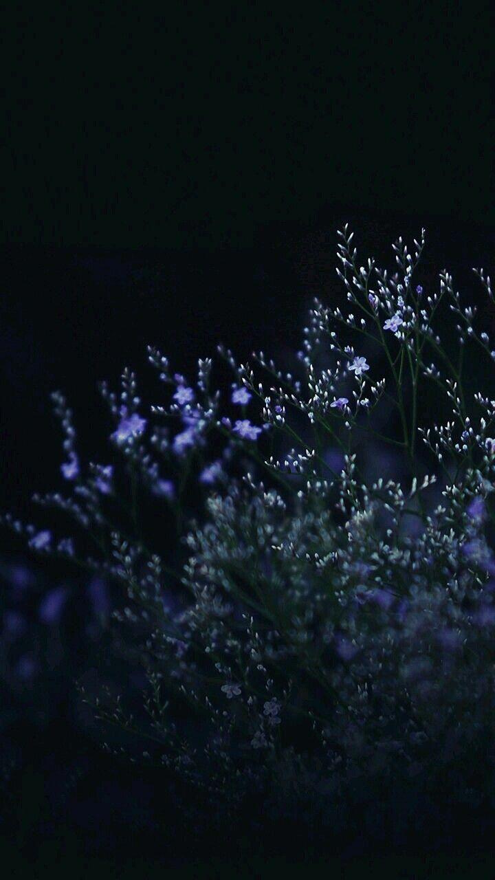 720x1280 Blackberries in space #astheticwallpaperiphoneblack. Flower phone wallpaper, Beautiful wallpaper, Aesthetic iphone wallpaper
