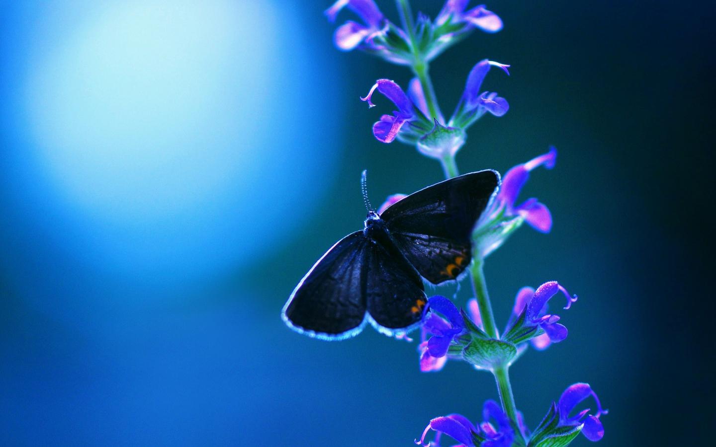 1440x900 Free download Cool night and blue butterfly and flowers wallpaper HD [1920x1200] for your Desktop, Mobile & Tablet. Explore Night Butterfly Wallpaper. Night Butterfly Wallpaper, Butterfly Wallpaper, Butterfly Background