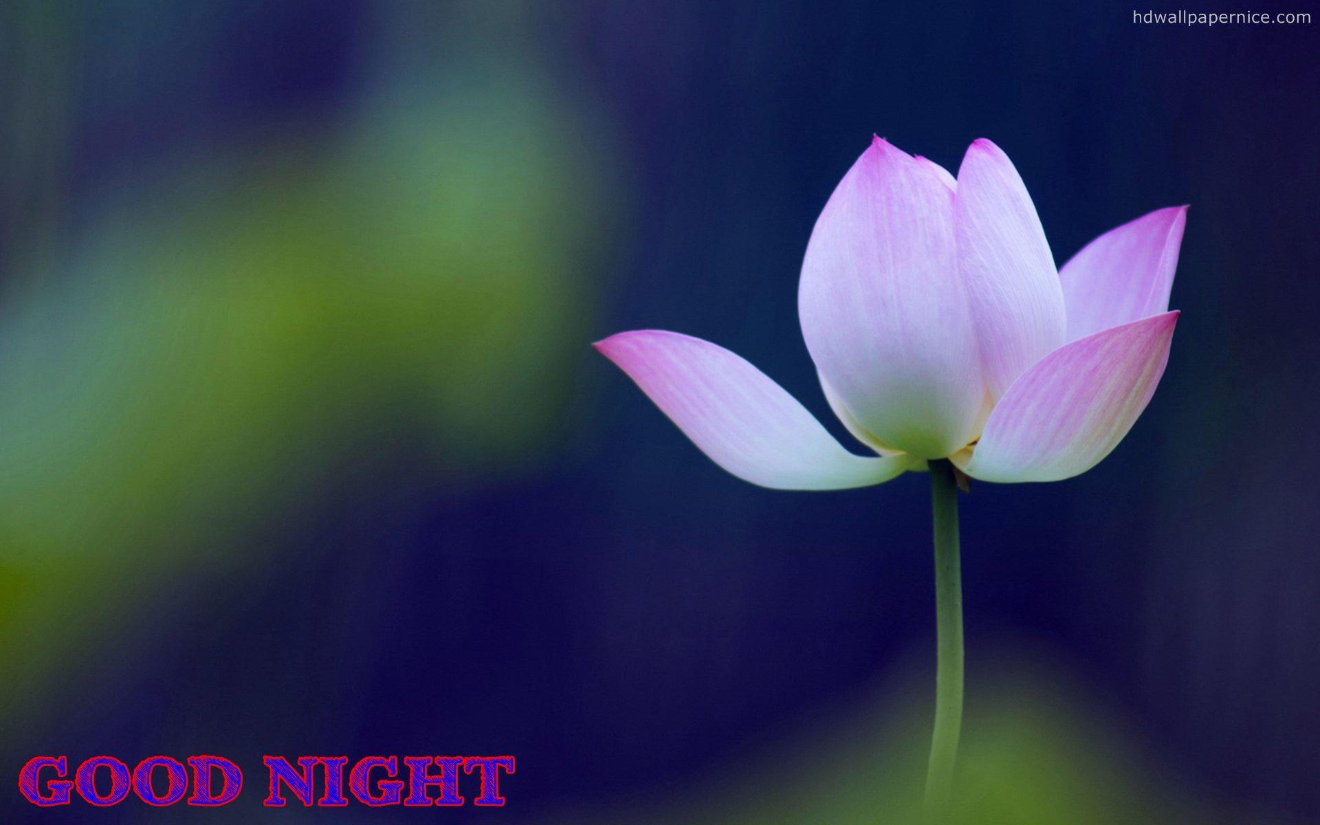 1920x1200 Good Night Flower Wallpaper Free Good Night Wallpaper Wallpaper Good Night HD