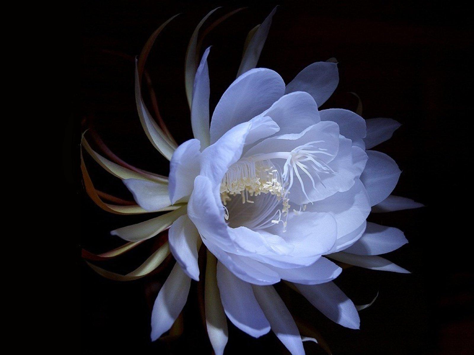 1600x1200 Queen of the Night Wallpaper and Background Imagex1200