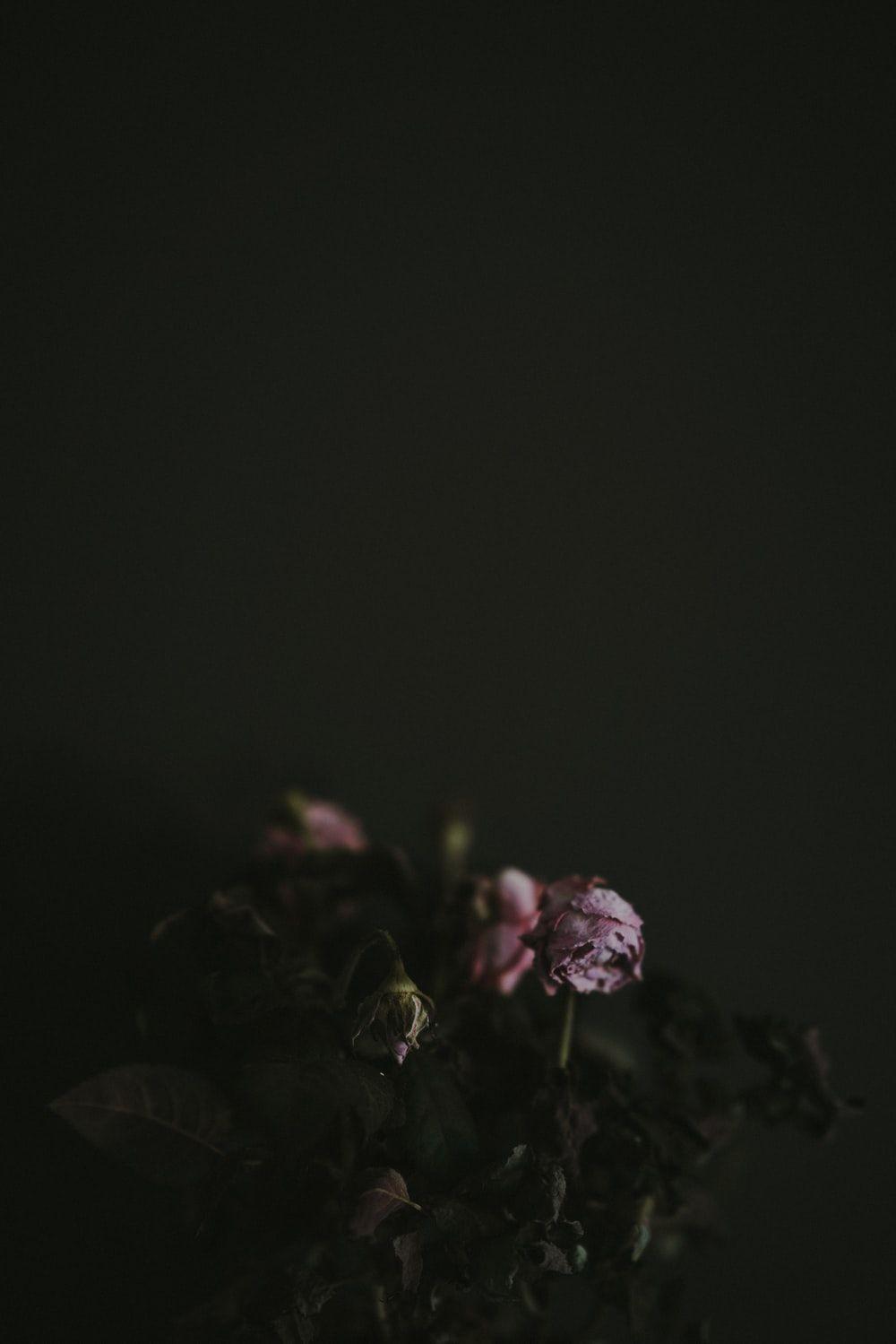 1000x1499 Dead Flowers Wallpaper