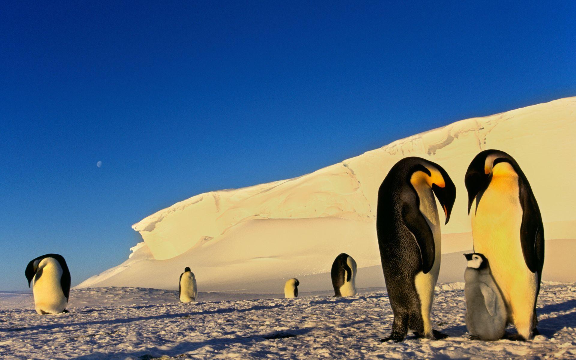 1920x1200 Free download Penguin Family Antarctica Wallpaper Travel HD Wallpaper [1920x1200] for your Desktop, Mobile & Tablet. Explore Penguin Family Wallpaper. Penguin Family Wallpaper, Family Wallpaper, Family Wallpaper Quotes