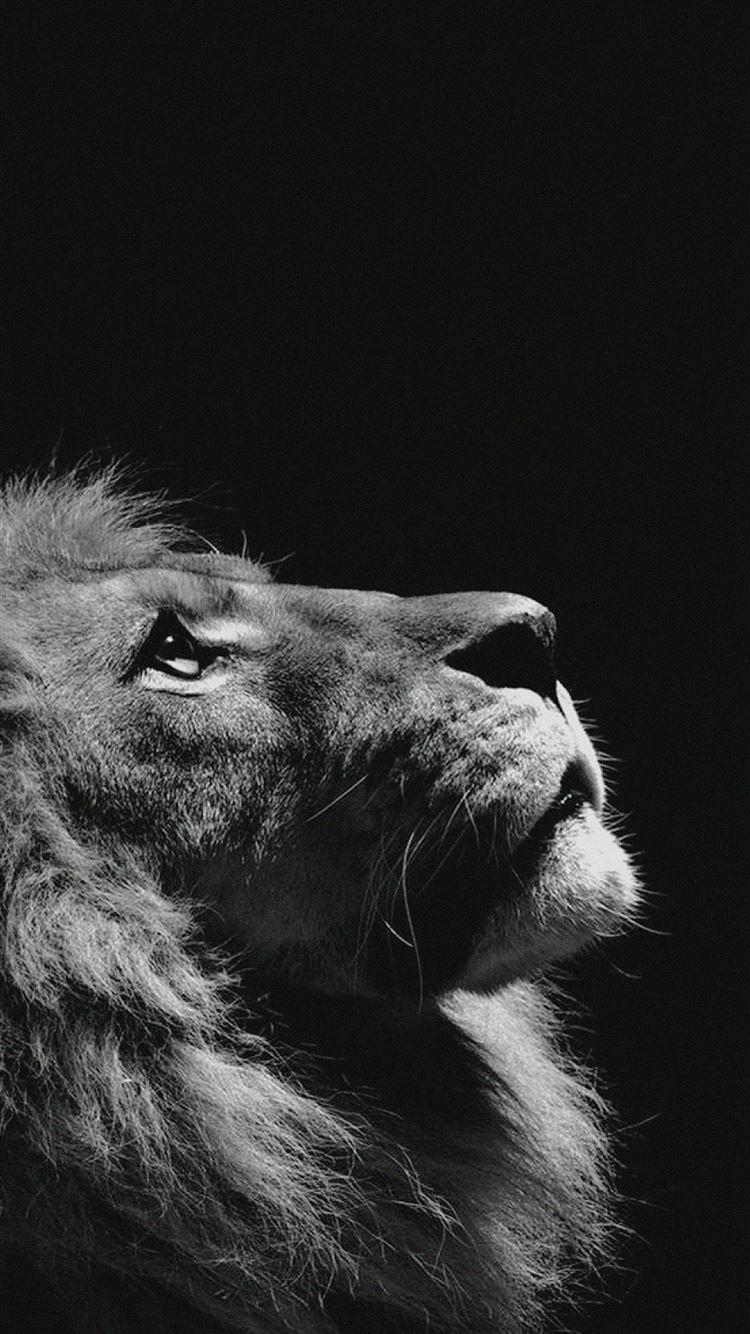 750x1334 Lion Looking Sky Animal Nature Dark Photo iPhone 8 Wallpaper Free Download