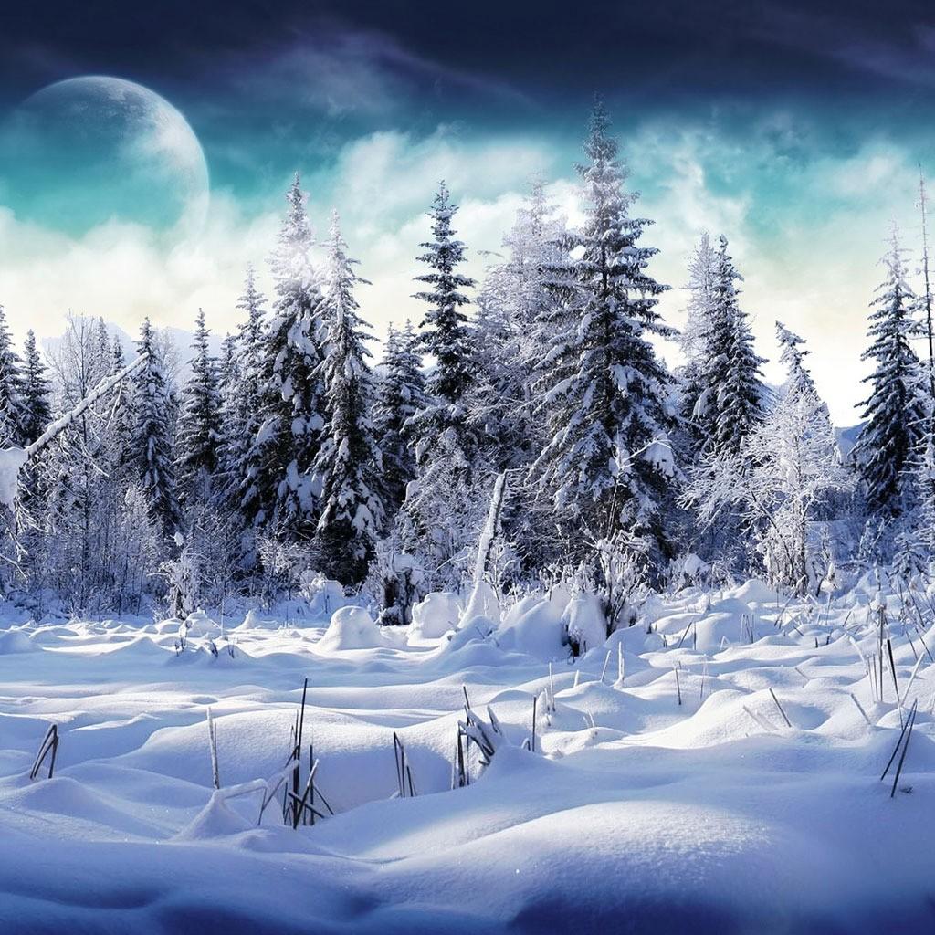 1024x1024 Free download Snowy trees Wallpaper for iPad and Galaxy Tab Tablet iPad [1024x1024] for your Desktop, Mobile & Tablet. Explore Snowy Trees Wallpaper. Winter And Wallpaper, Snow Picture