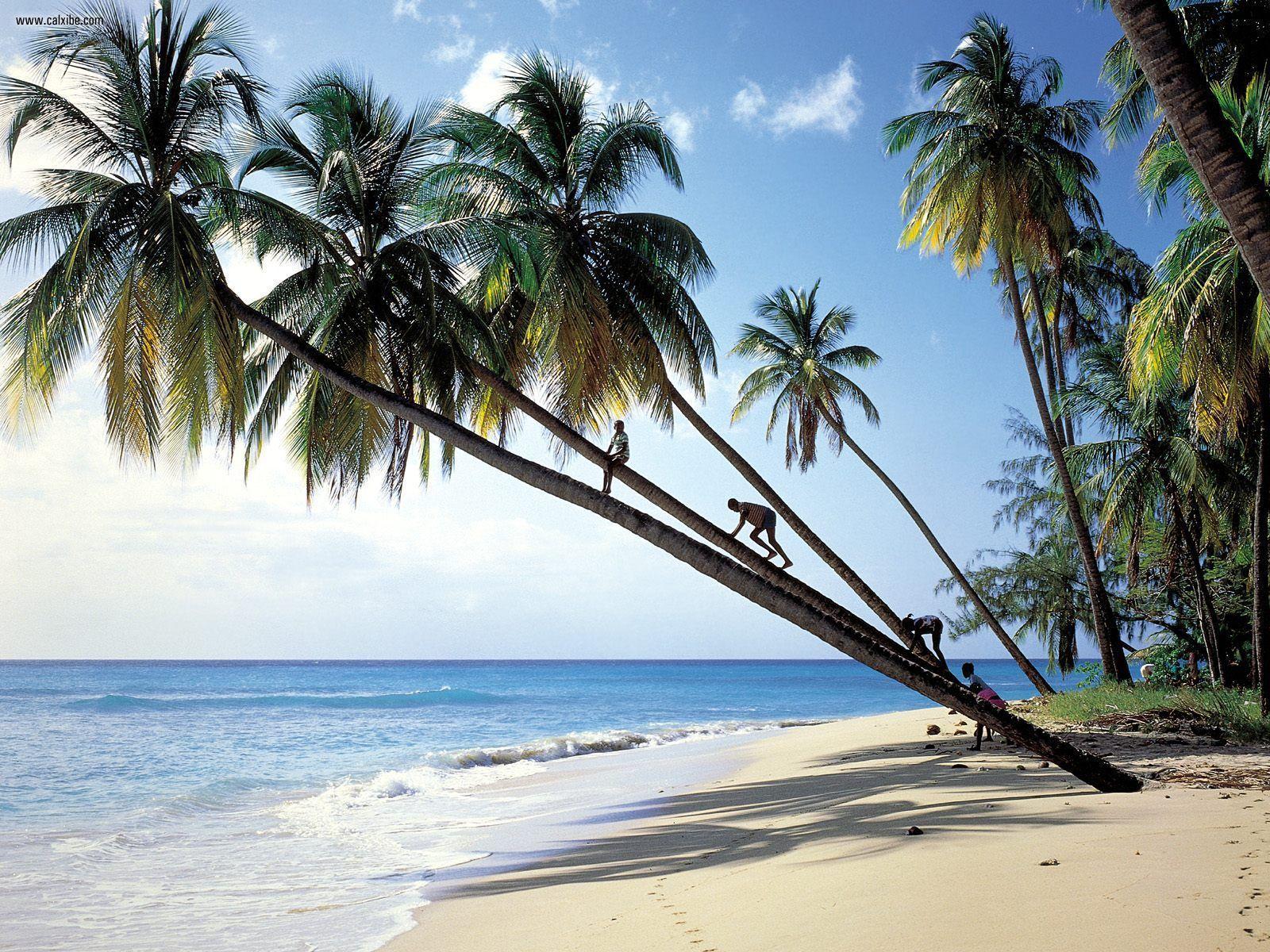 1600x1200 Palms on the beach in barbados wallpaper and image, picture, photo