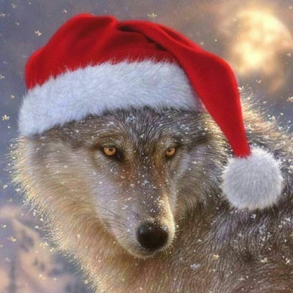 Christmas Wolves Wallpapers Top Free Christmas Wolves Backgrounds