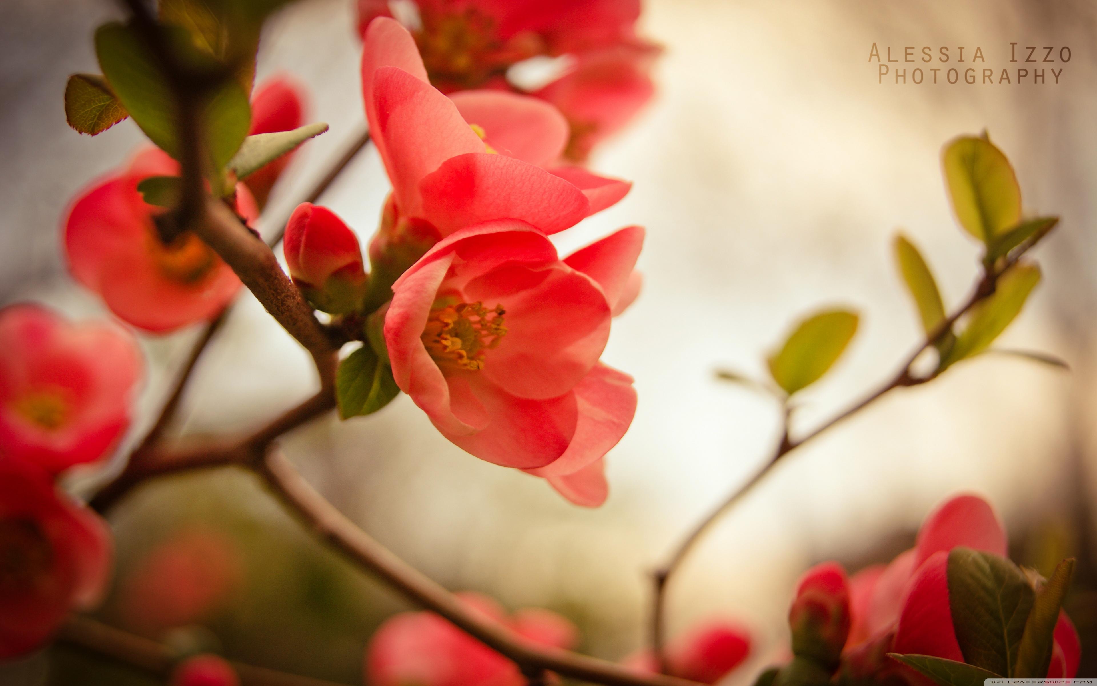 3840x2400 Printemps Ultra HD Desktop Background Wallpaper for 4K UHD TV : Widescreen & UltraWide Desktop & Laptop : Tablet