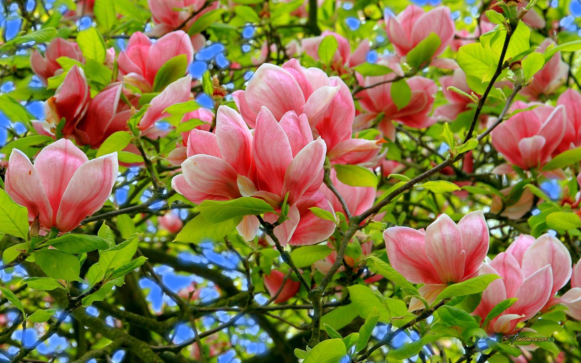 1920x1200 Free download fond ecran nature fleur printemps magnolia wallpaper HD [1920x1200] for your Desktop, Mobile & Tablet. Explore Magnolia Wallpaper. Soft Pink Wallpaper, Magnolia Wallpaper Border, Magnolia Flower Wallpaper