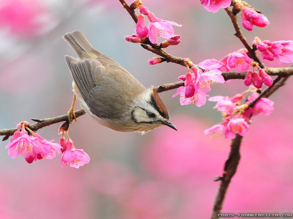 1024x768 Free download Oiseau Branches Fleurs Printemps Wallpaper HD Le blog de [1024x768] for your Desktop, Mobile & Tablet. Explore Garfield Spring Wallpaper. Garfield Spring Wallpaper, Garfield Wallpaper, Garfield Background