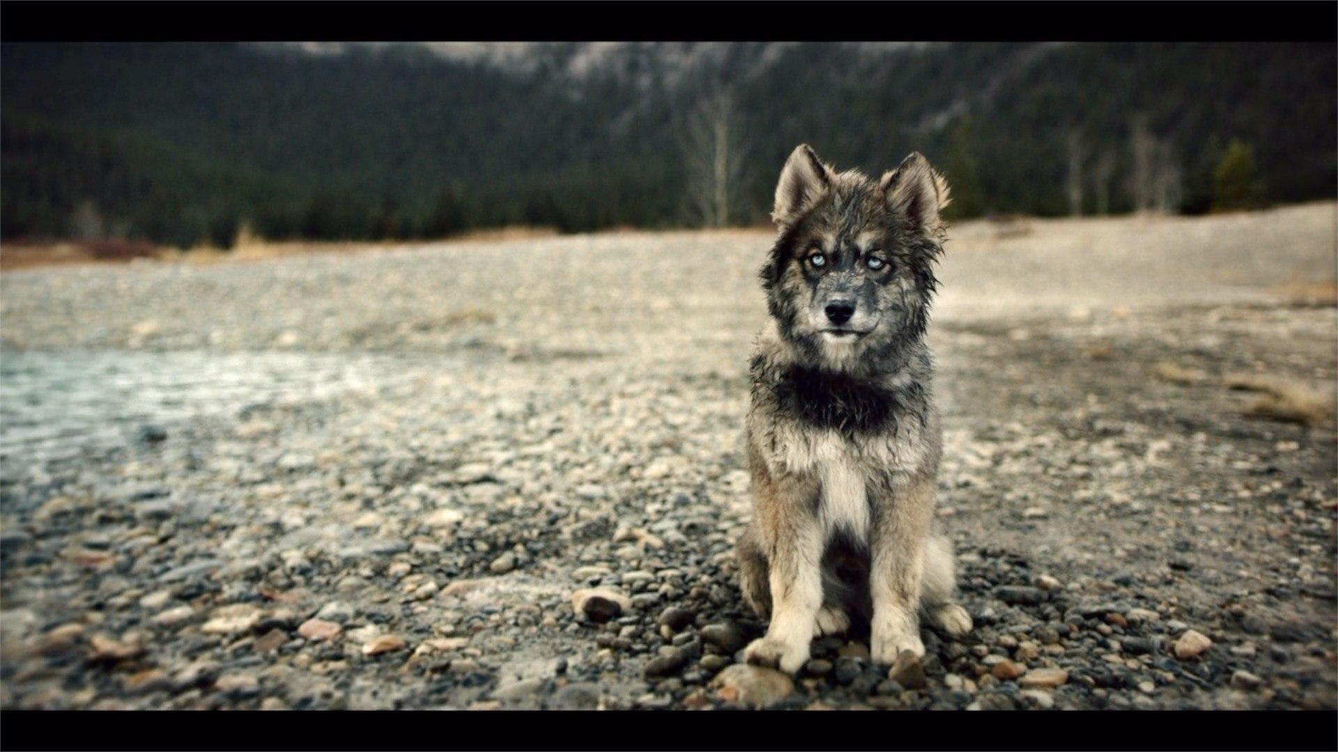 Балто пес. Шея хаски. Собака хаски того. Вычесывание хаски. Ездовая собака балто.