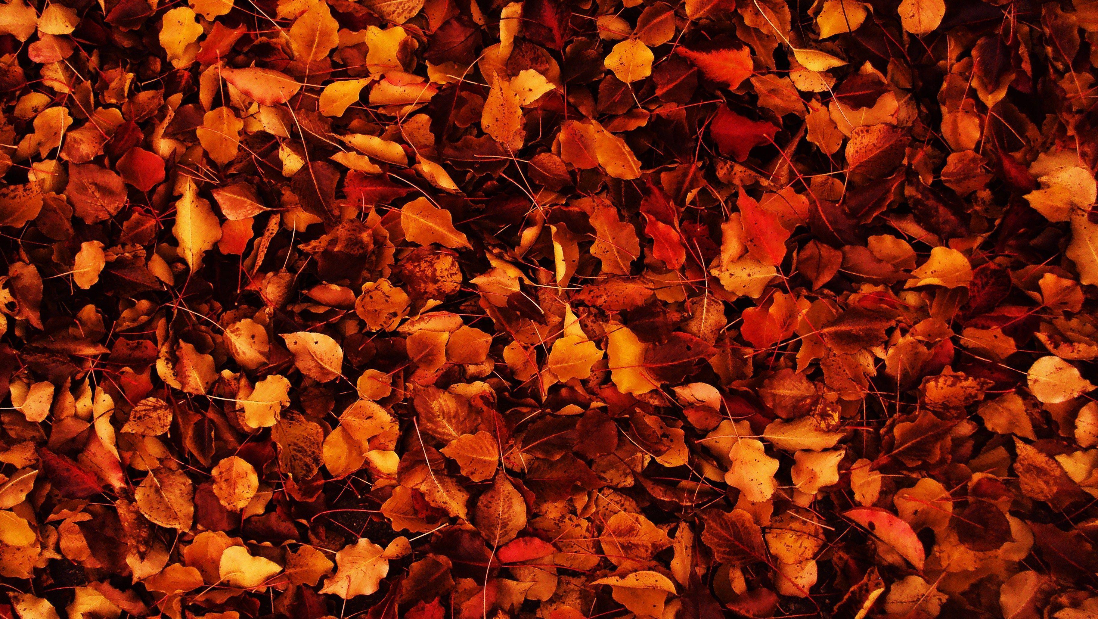 Tumblr Fall Desktop Wallpaper