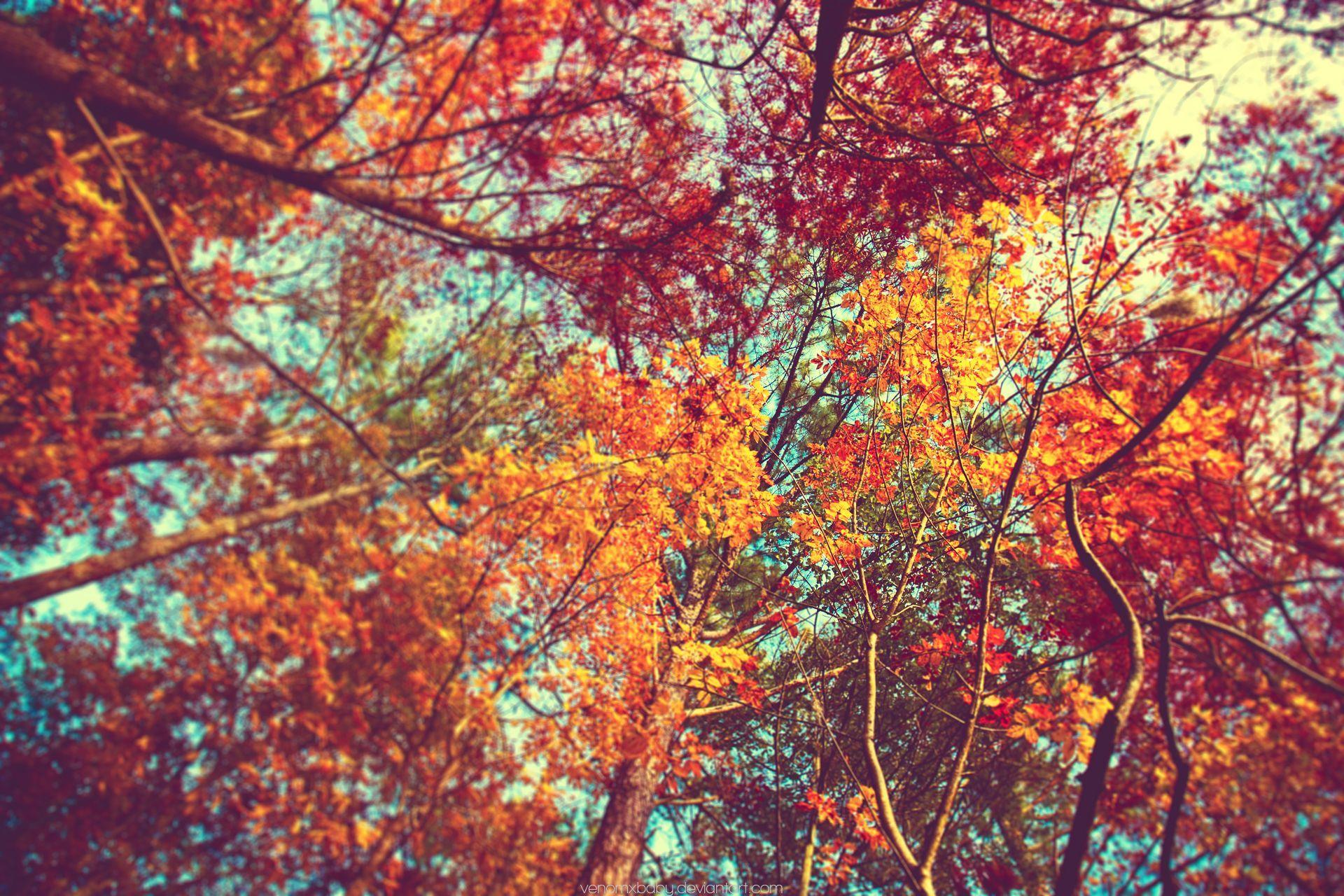 Fall Leaves Backgrounds Tumblr