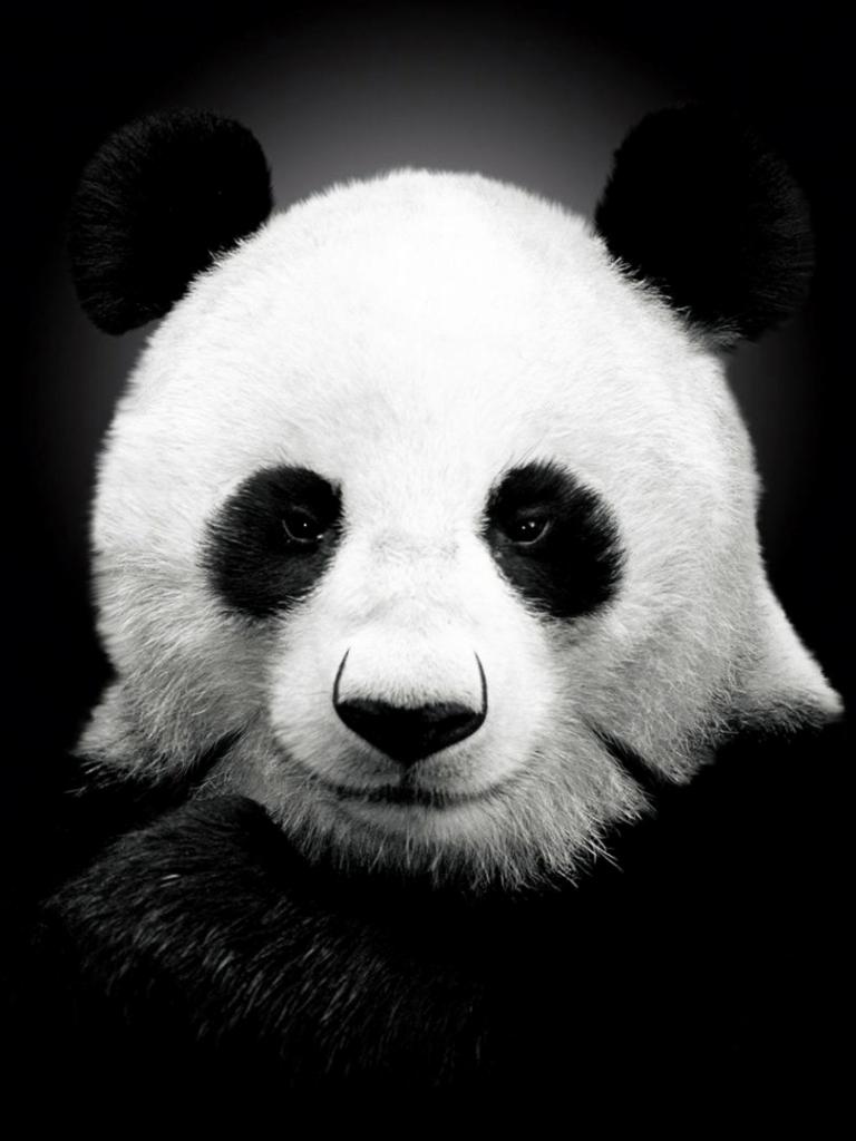 768x1024 Free download Black Panda Wallpaper is a hi res Wallpaper for pc desktopslaptops [1920x1080] for your Desktop, Mobile & Tablet. Explore Panda Wallpaper for Laptops. Anime Panda Wallpaper