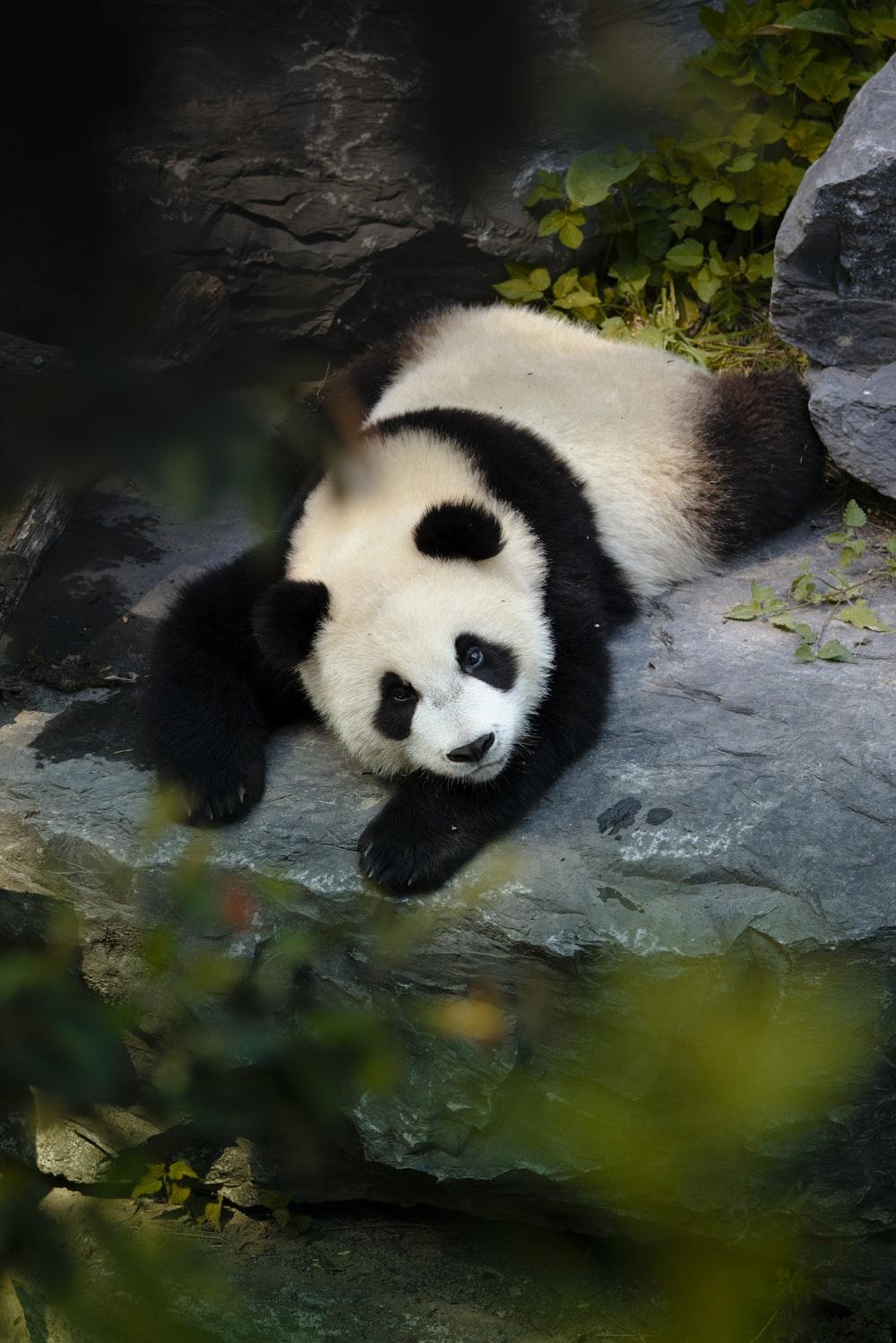 1000x1498 Panda Wallpaper: Free HD Download [HQ]
