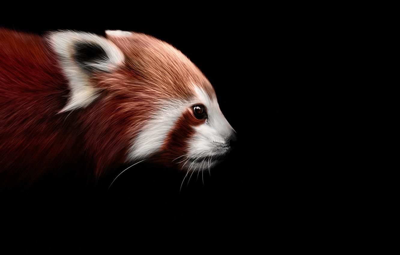 1332x850 Wallpaper background, black, art, firefox, Red Panda image for desktop, section животные