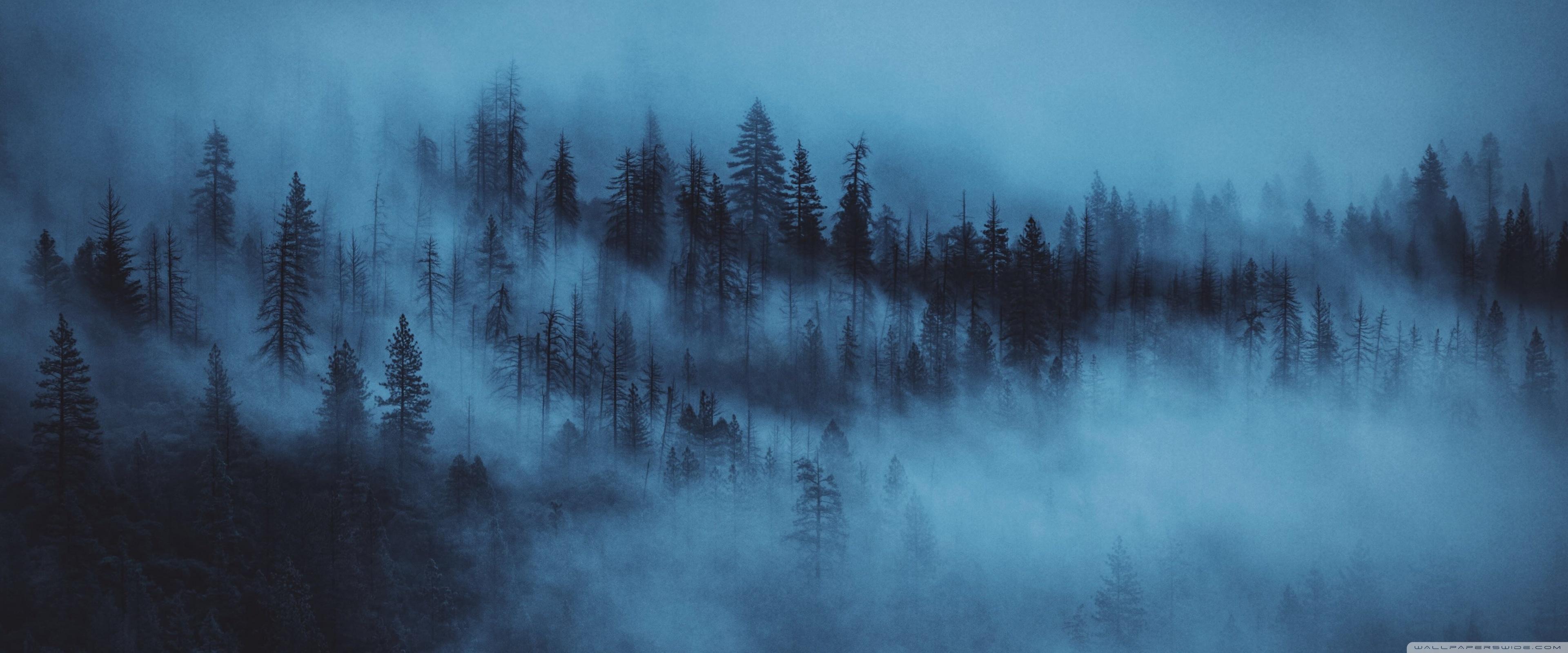 3840x1600 Dark Woods Aesthetic Ultra HD Desktop Background Wallpaper for : Widescreen & UltraWide Desktop & Laptop : Multi Display, Dual Monitor : Tablet