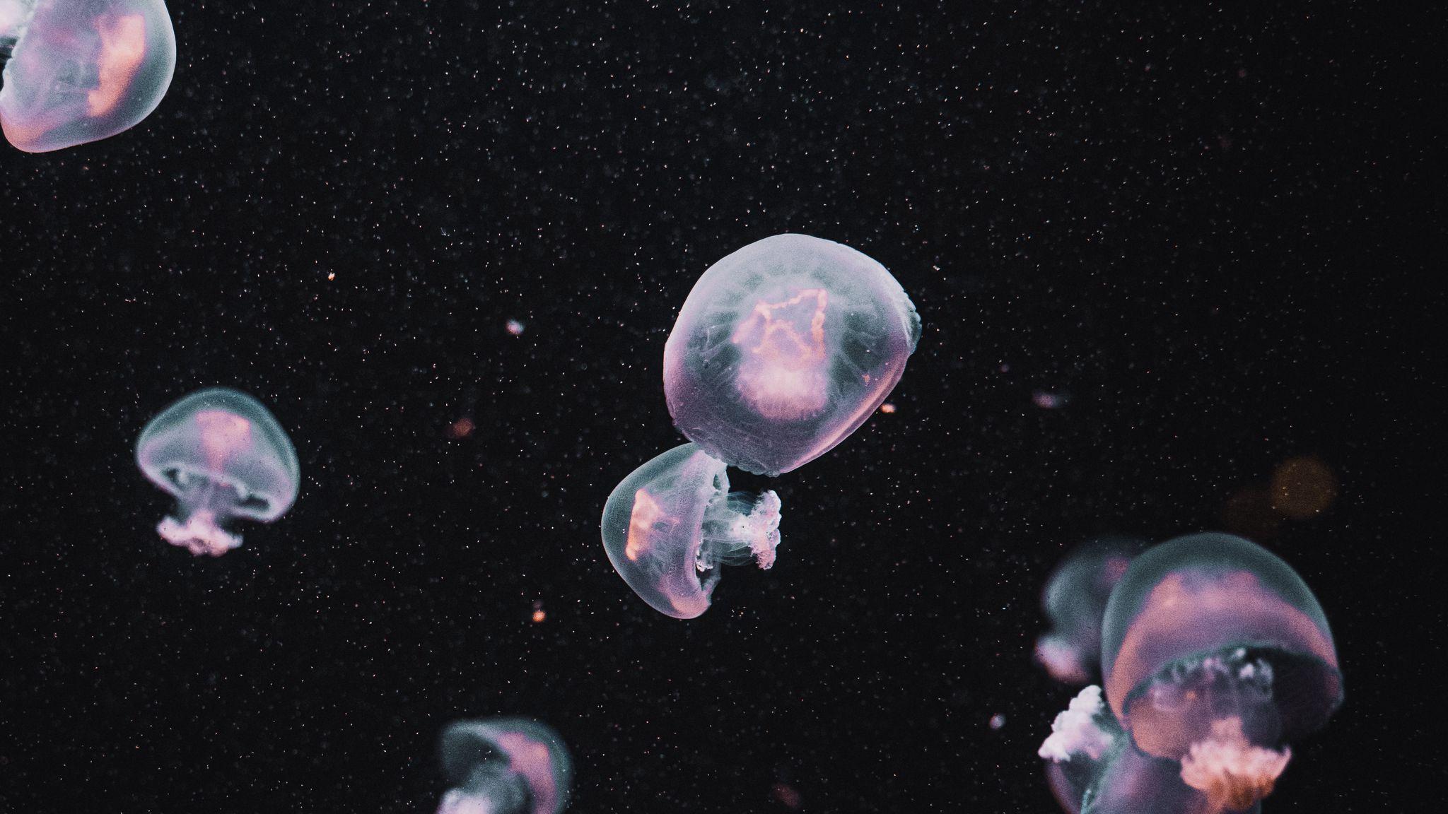 2048x1152 Download wallpaper 2048x1152 jellyfish, underwater world, dark, aesthetics ultrawide monitor HD background
