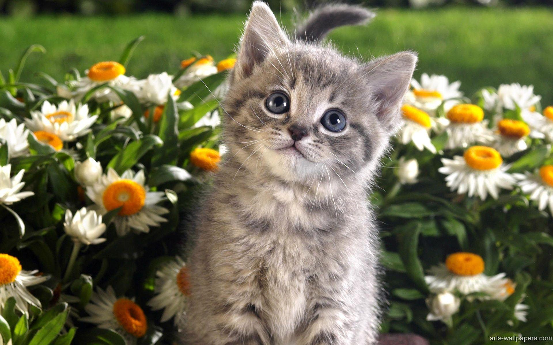 1920x1200 Kitten Wallpaper
