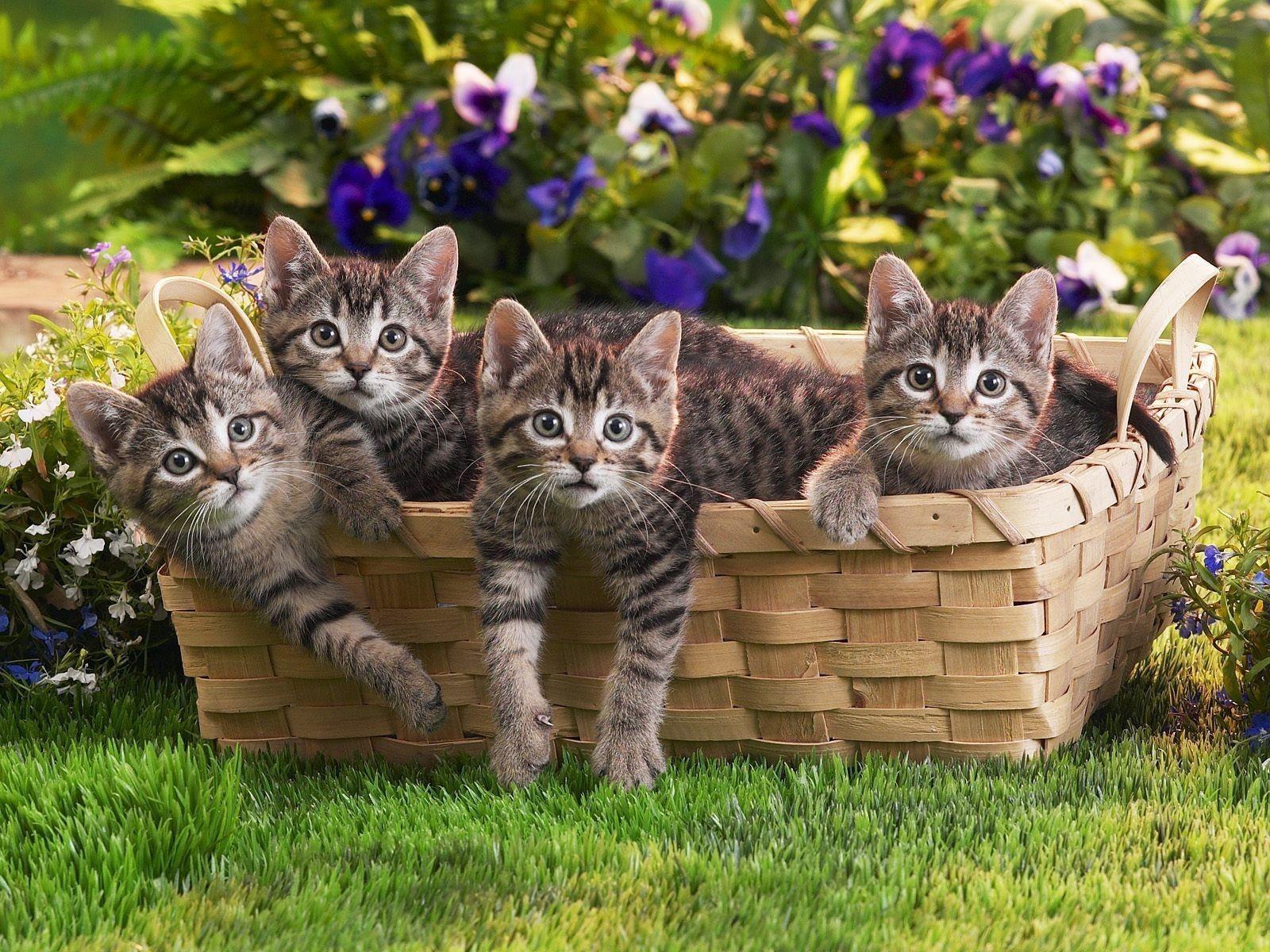 1600x1200 Basket of Kittens Wallpaper