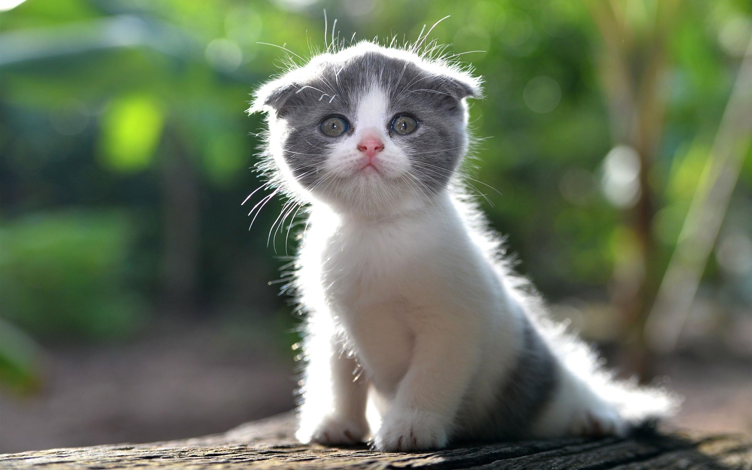 2560x1600 Cute kitten wallpaper, furry cat • Wallpaper For You HD Wallpaper For Desktop & Mobile