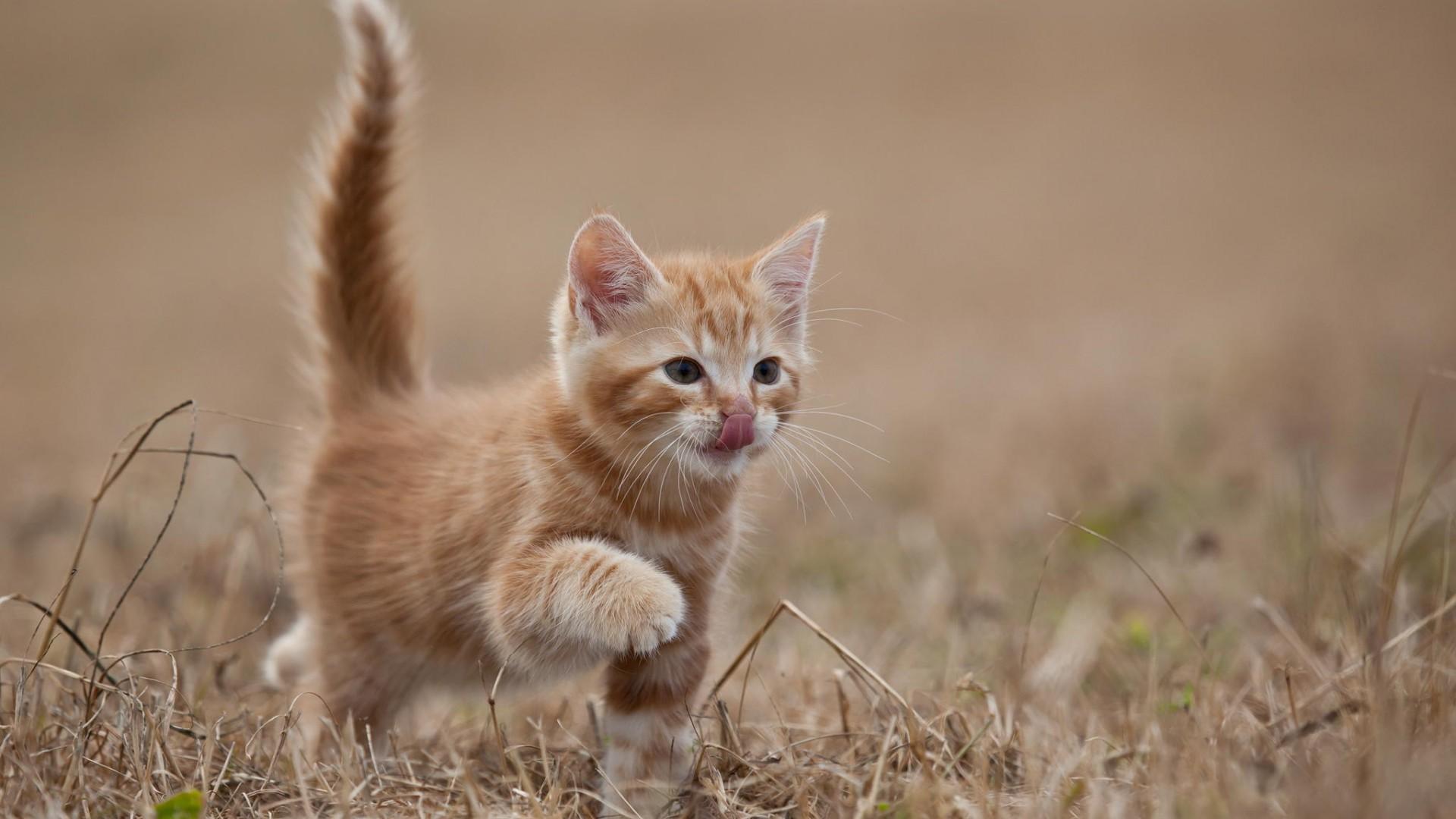 1920x1080 Cute Kitten Wallpaper (15 Photo)