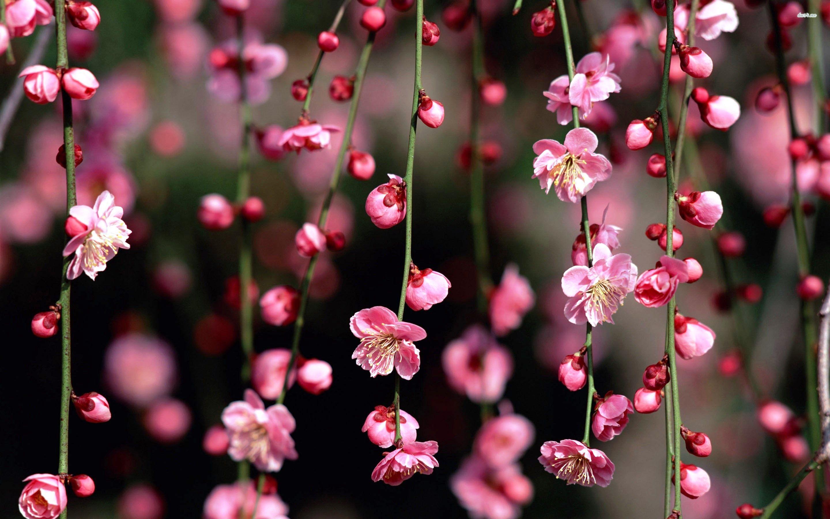 2880x1800 Dark Cherry Blossom Wallpaper, HD Dark Cherry Blossom Background on WallpaperBat