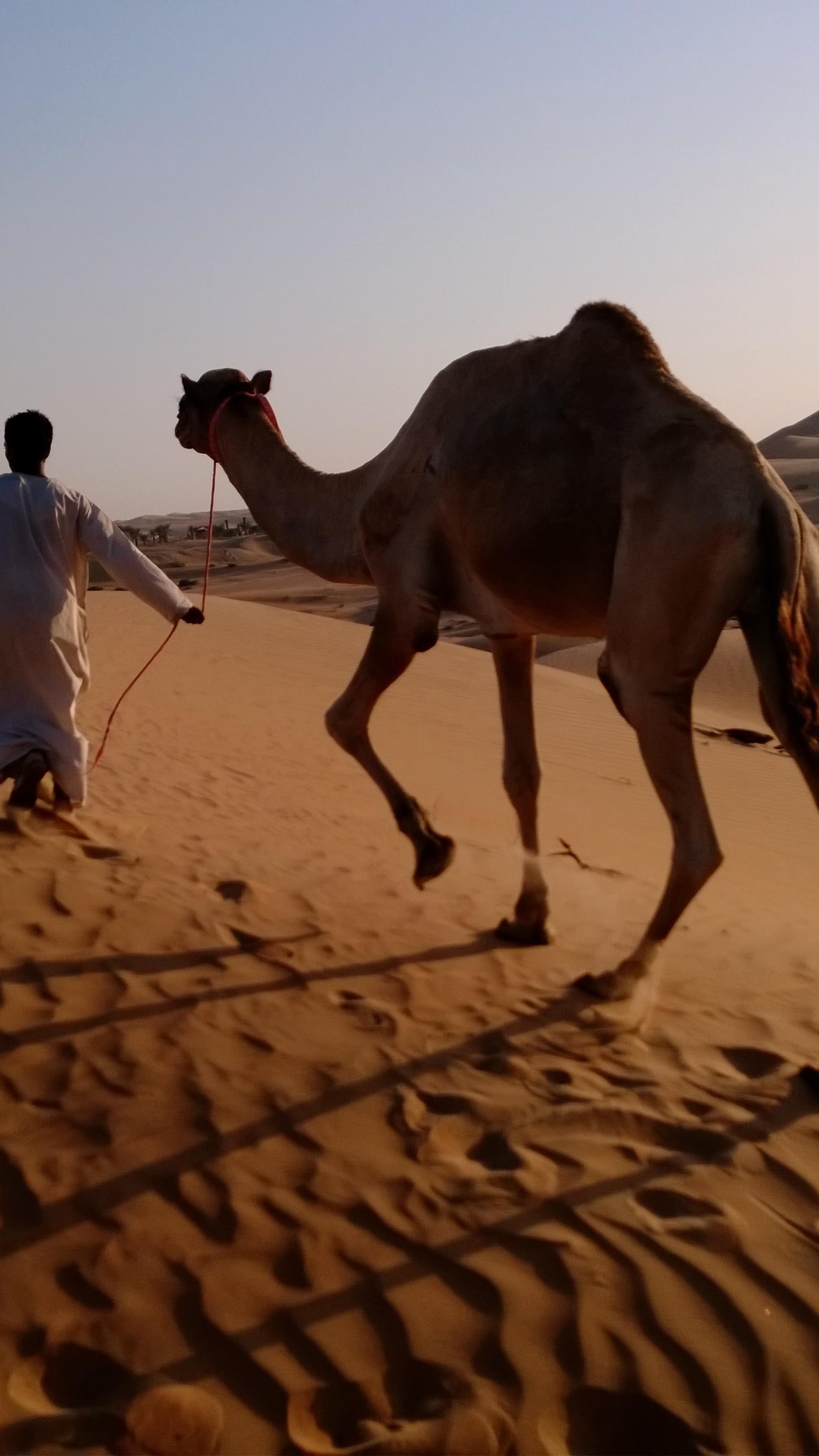 2160x3840 Wallpaper camel in desert, arabian caravan, Arabian Nights Village, Nokia Lumia test, Abu Dhabi tourism, Animals