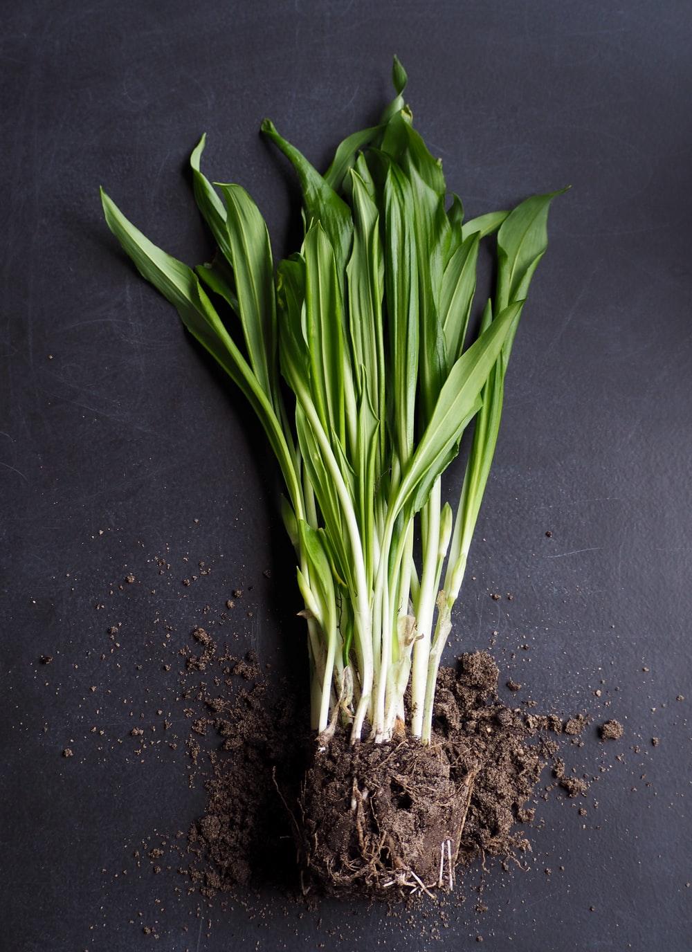 1000x1376 Lemongrass Picture. Download Free Image
