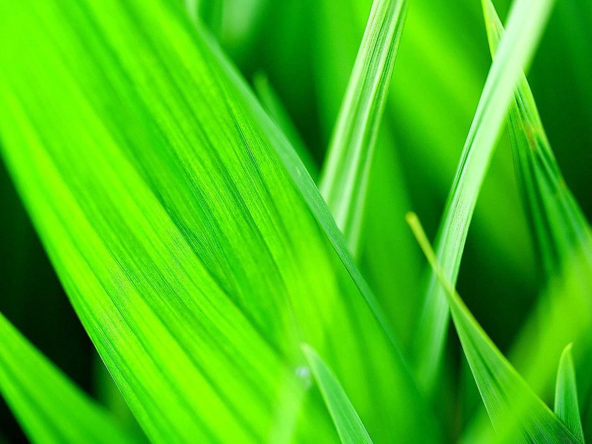 1200x900 Green, Macro Flower, Abstract wallpaper. TOP Free Download picture