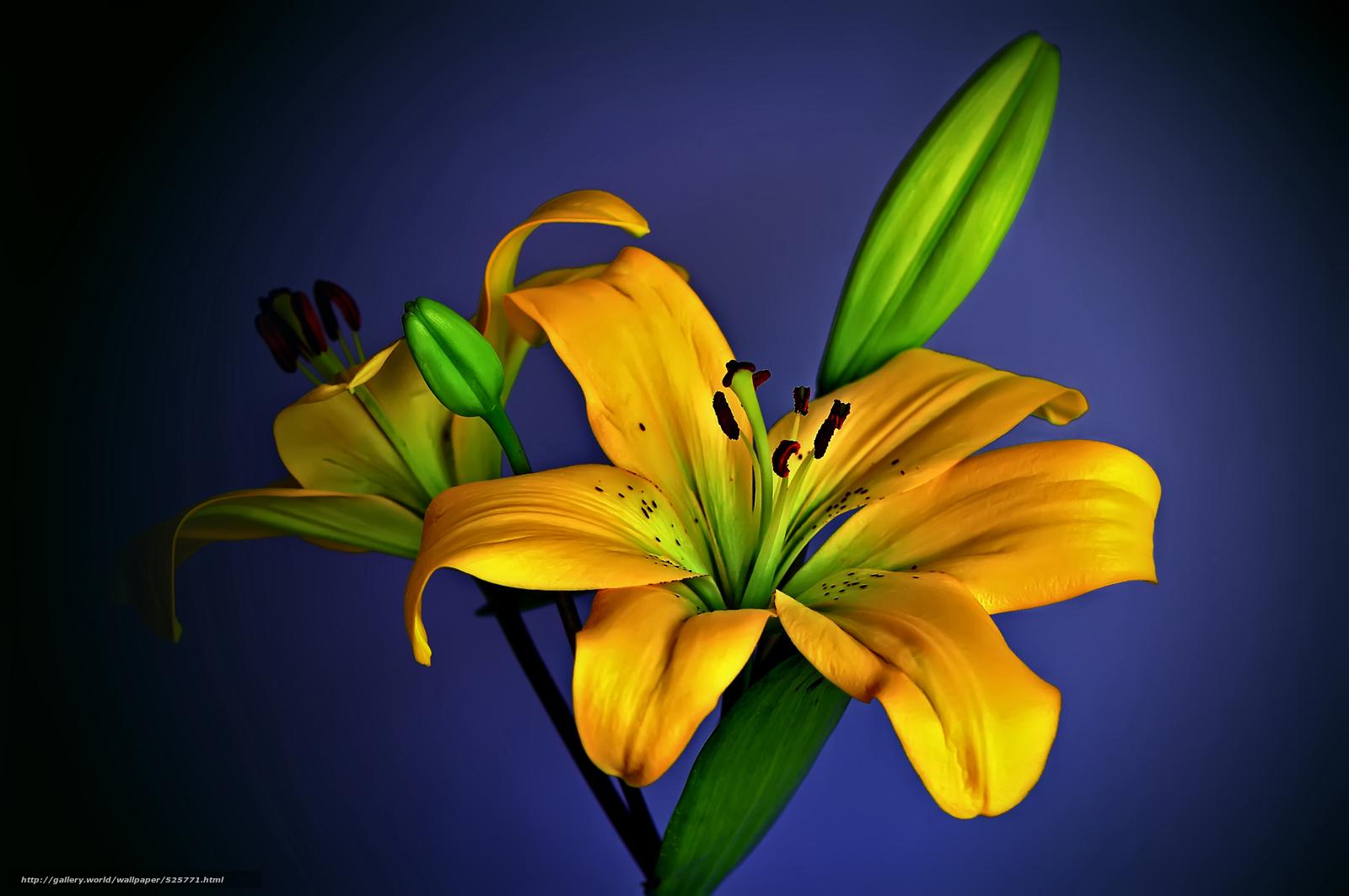 1600x1063 Download wallpaper Lemongrass Lily, asiatic hybrid, flower free desktop wallpaper in the resolution 4288x2848
