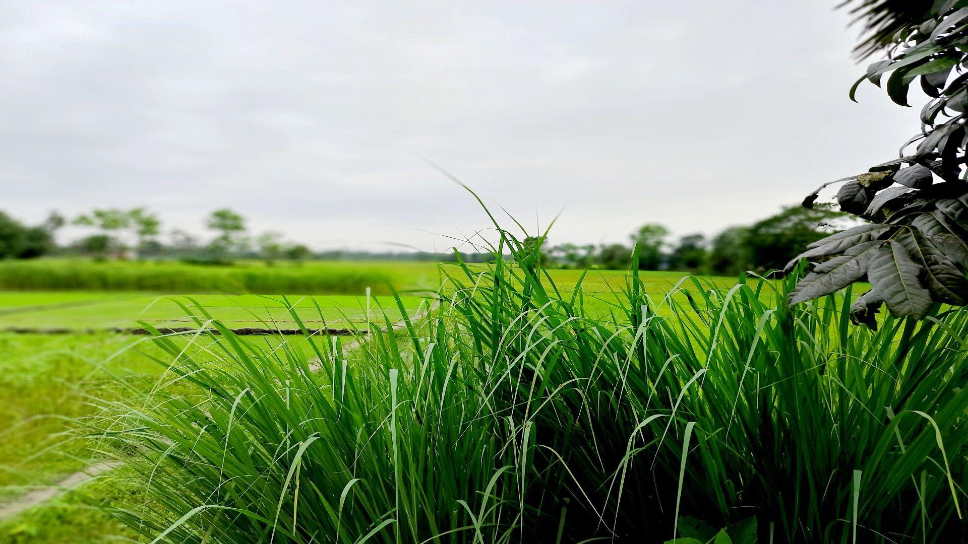 1920x1080 Beautiful Bangladesh. Mymensingh, Natural landmarks, Wallpaper pc