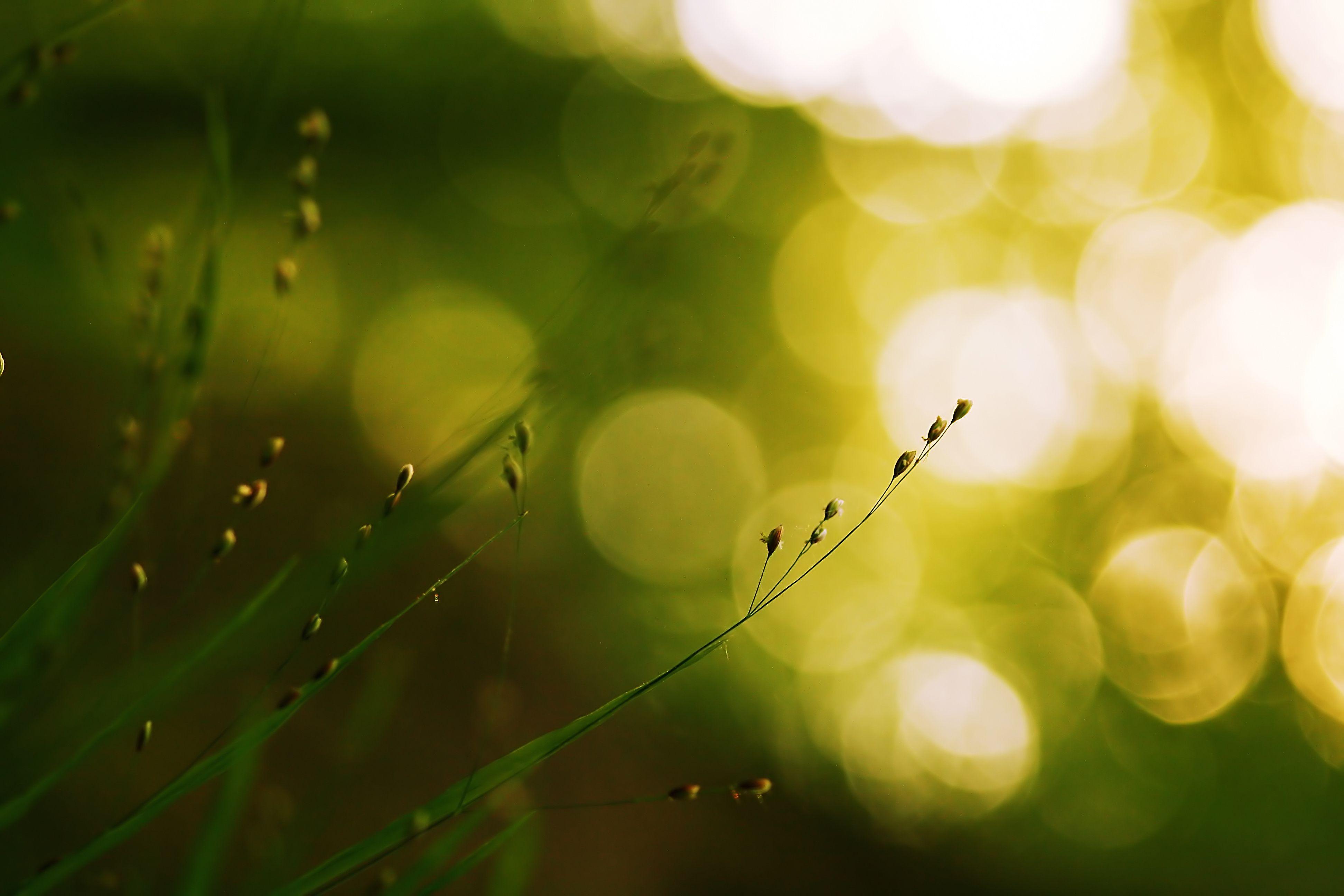 3888x2592 Lemongrass. Bokeh wallpaper, Macro photo, Leaf nature
