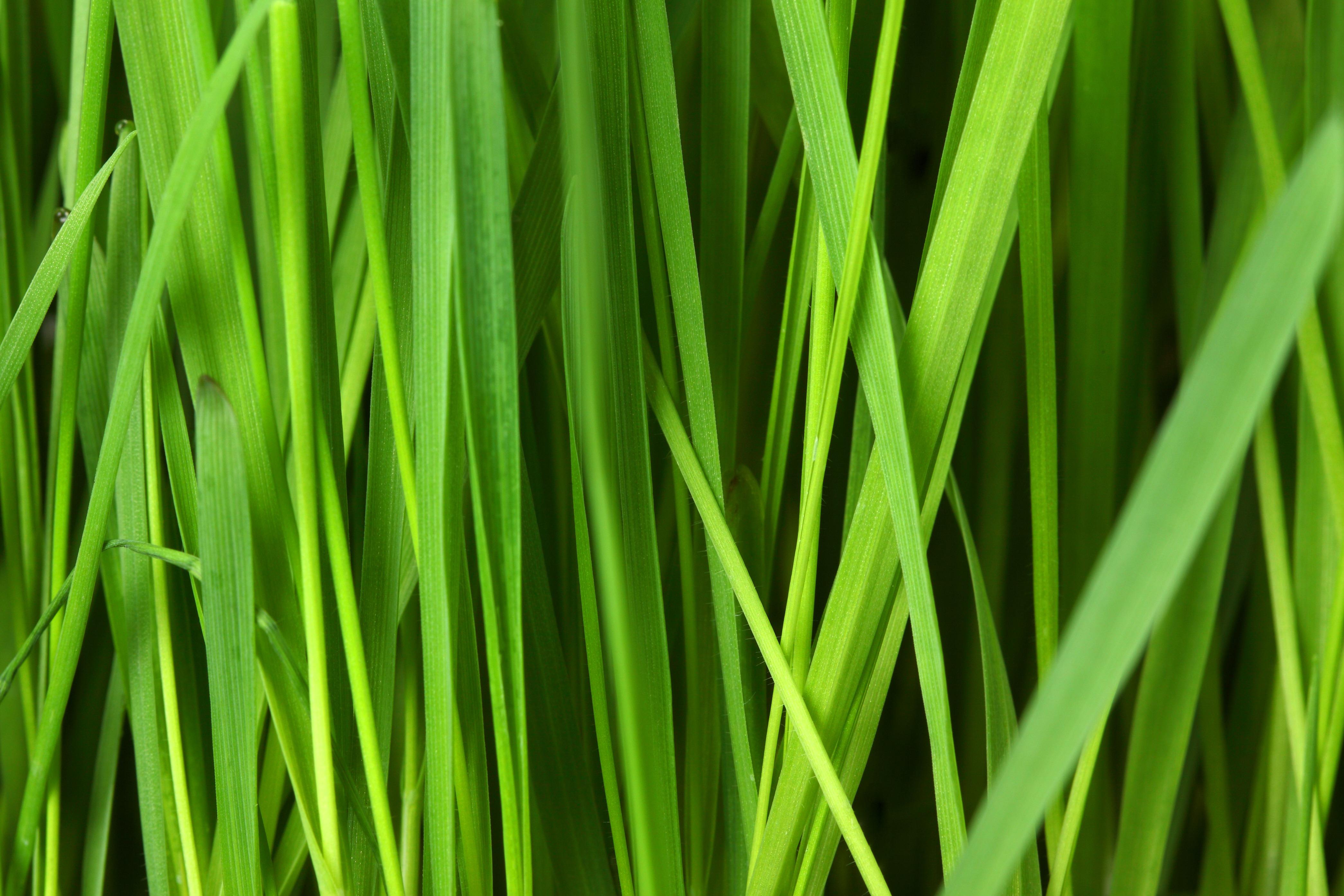 4182x2788 Health Benefits and Uses of Lemongrass