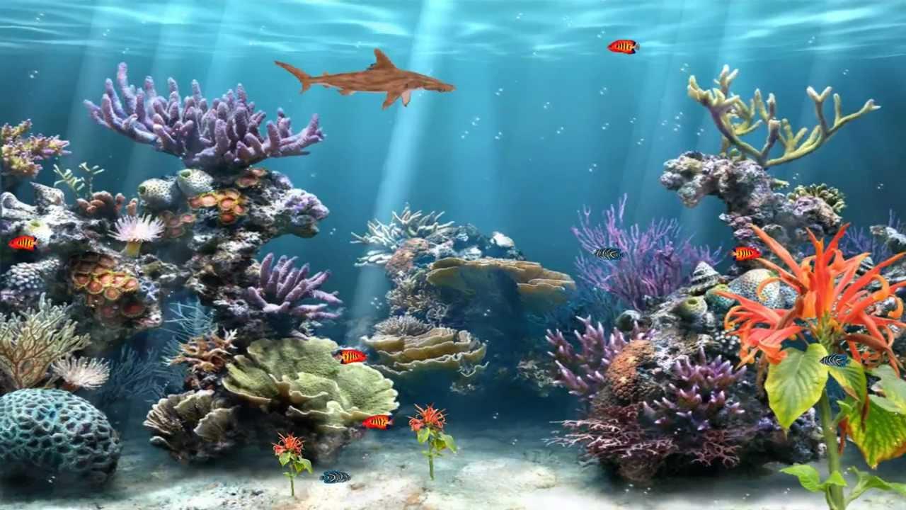 1280x720 Animated Coral Reef Wallpaper