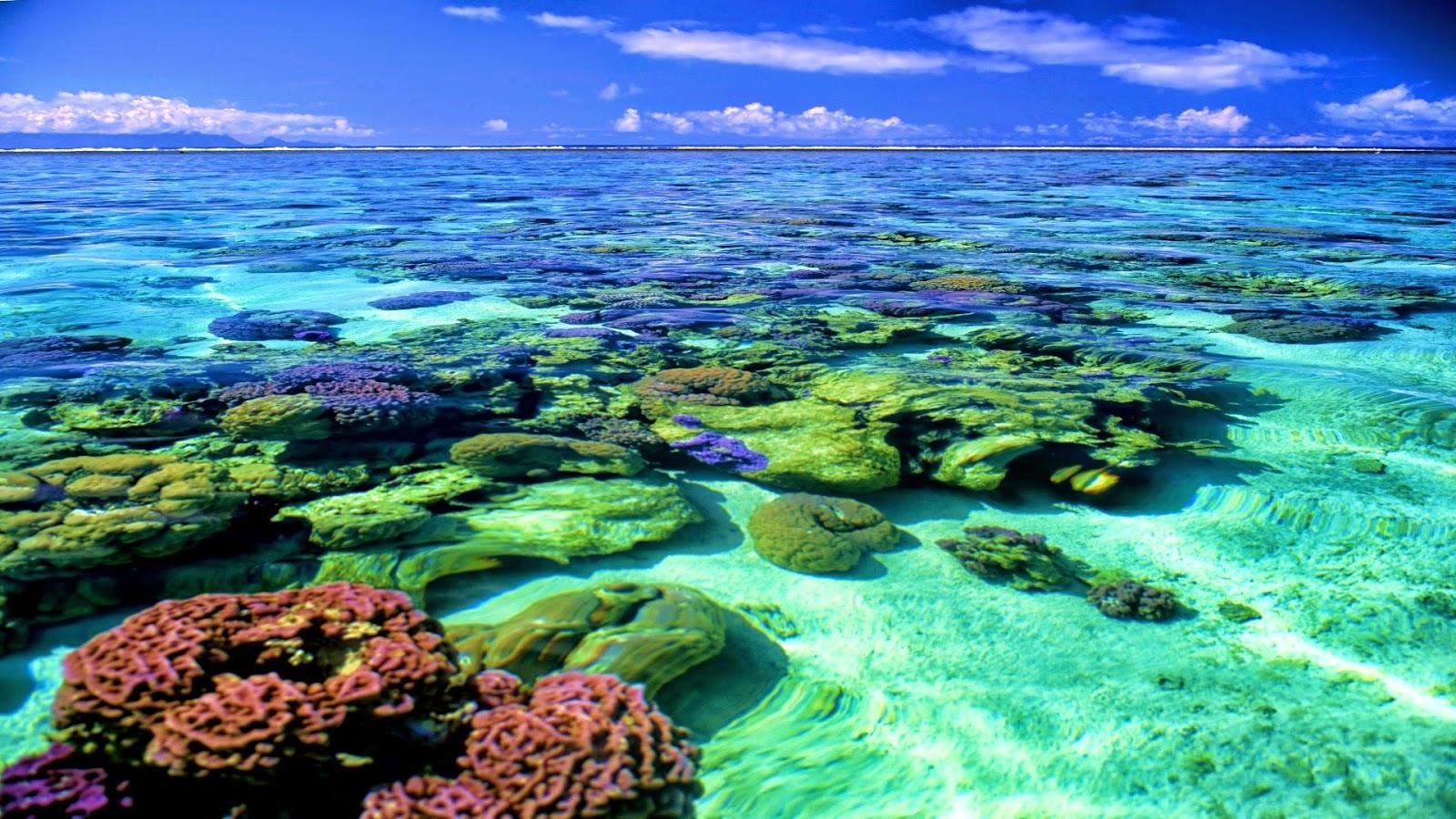 1600x900 Coral Reef Wallpaper HD HD Wallpaper