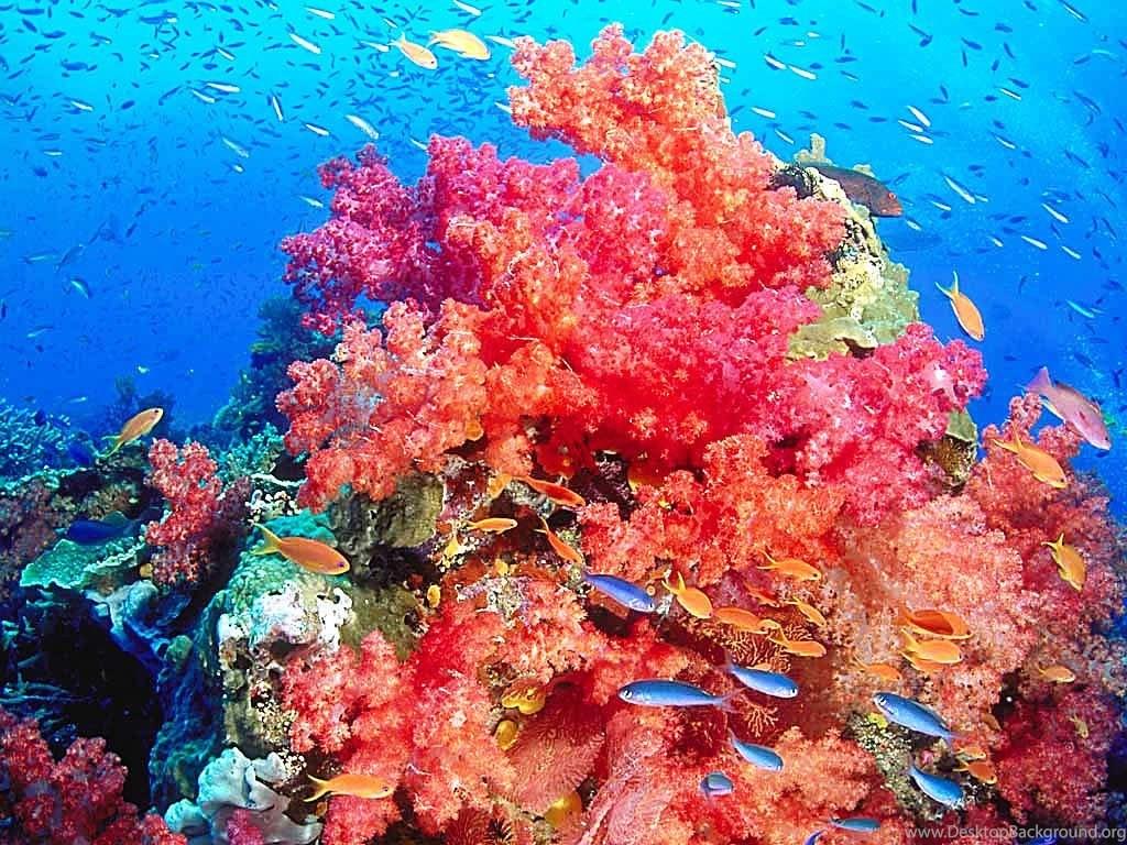 1024x768 High Resolution Colorful Nature Coral Reef Wallpaper HD 12 Full. Desktop Background